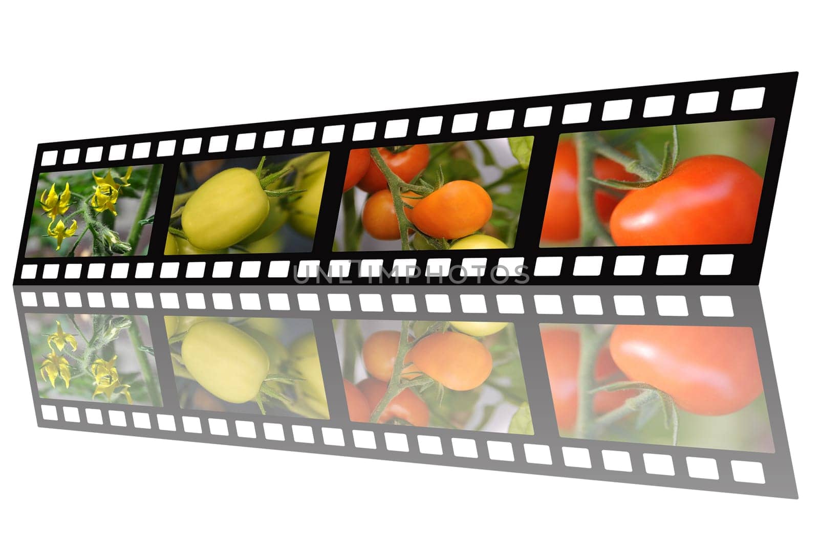 Filmstrip Tomatoes