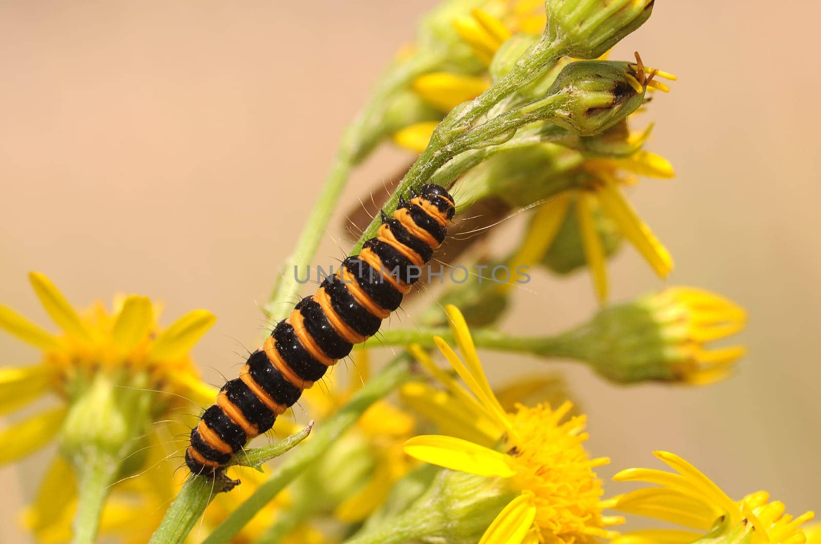 Cinnabar moth