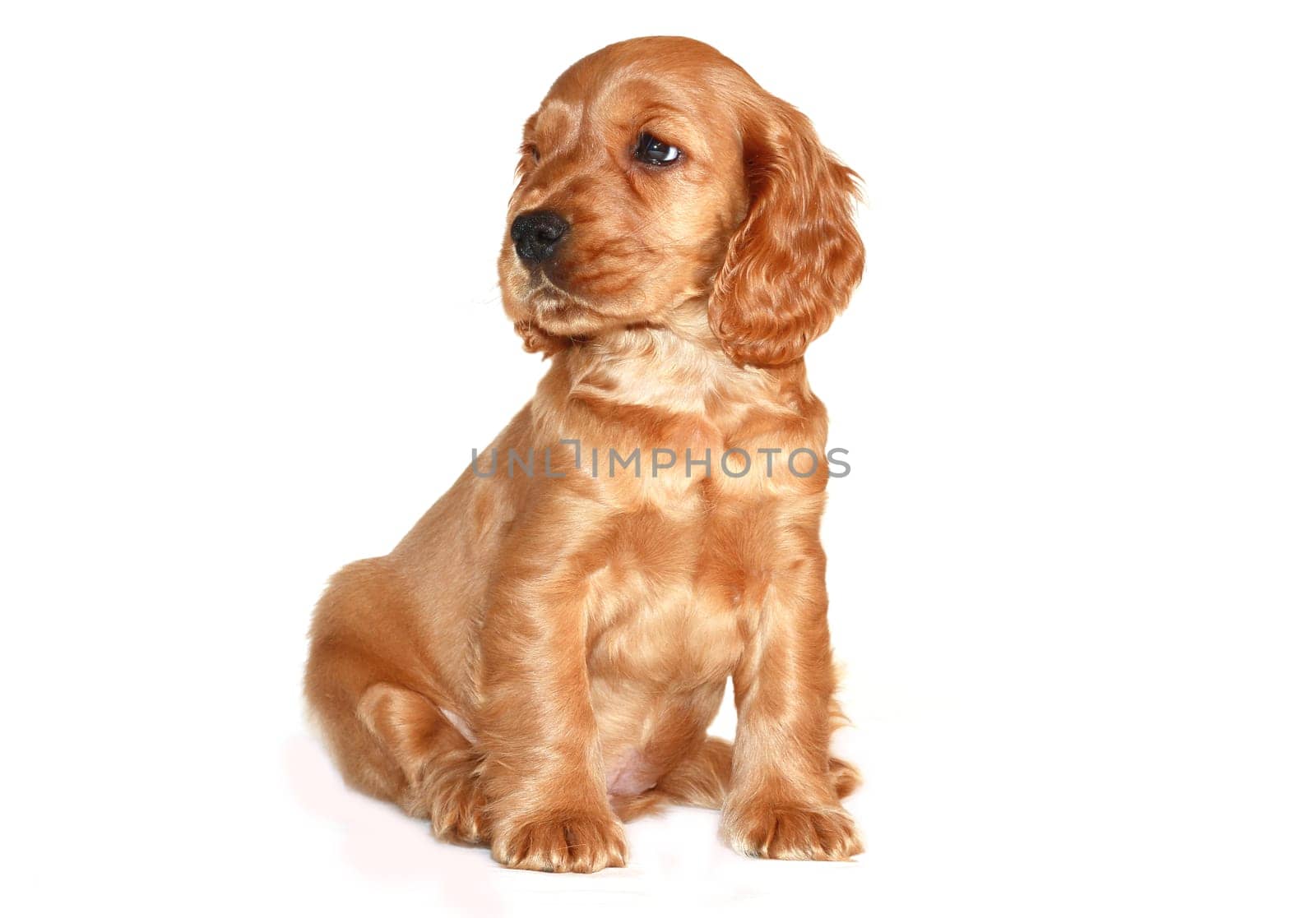 spaniel dog isolated on white background