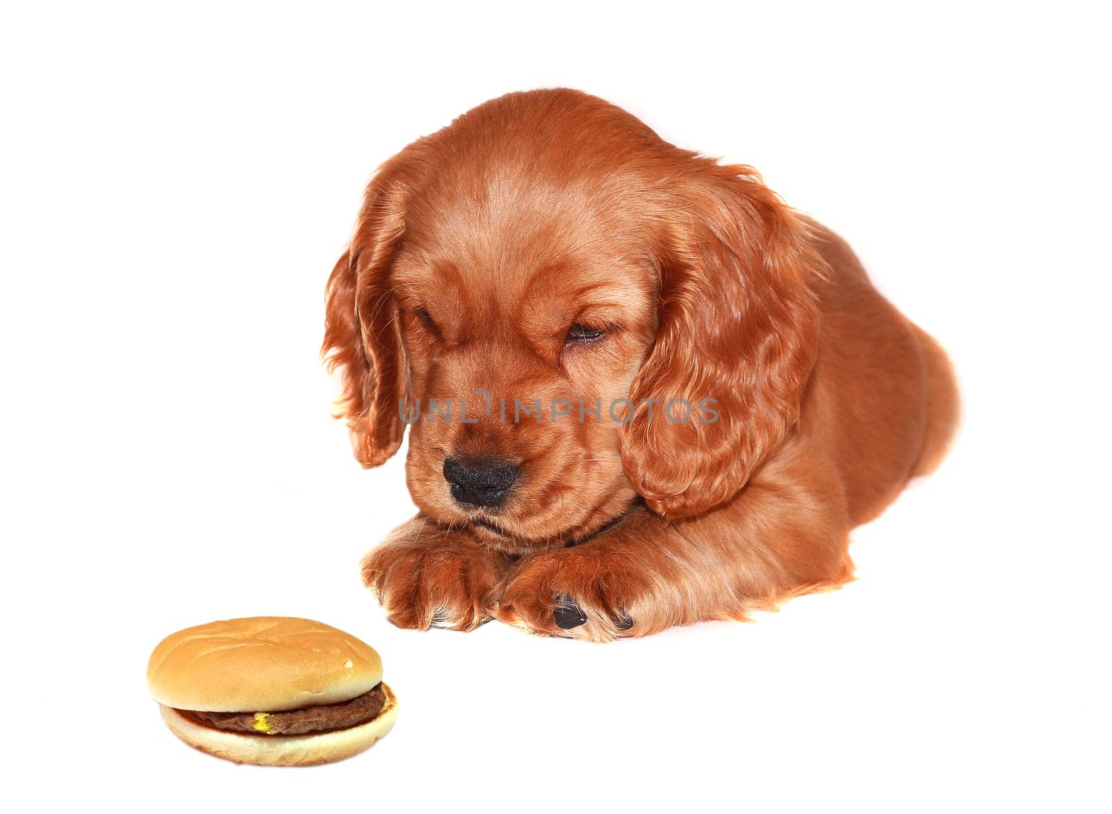 spaniel dog isolated on white background