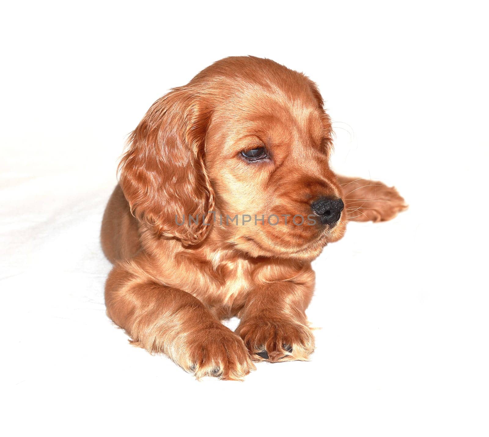 spaniel dog isolated on white background