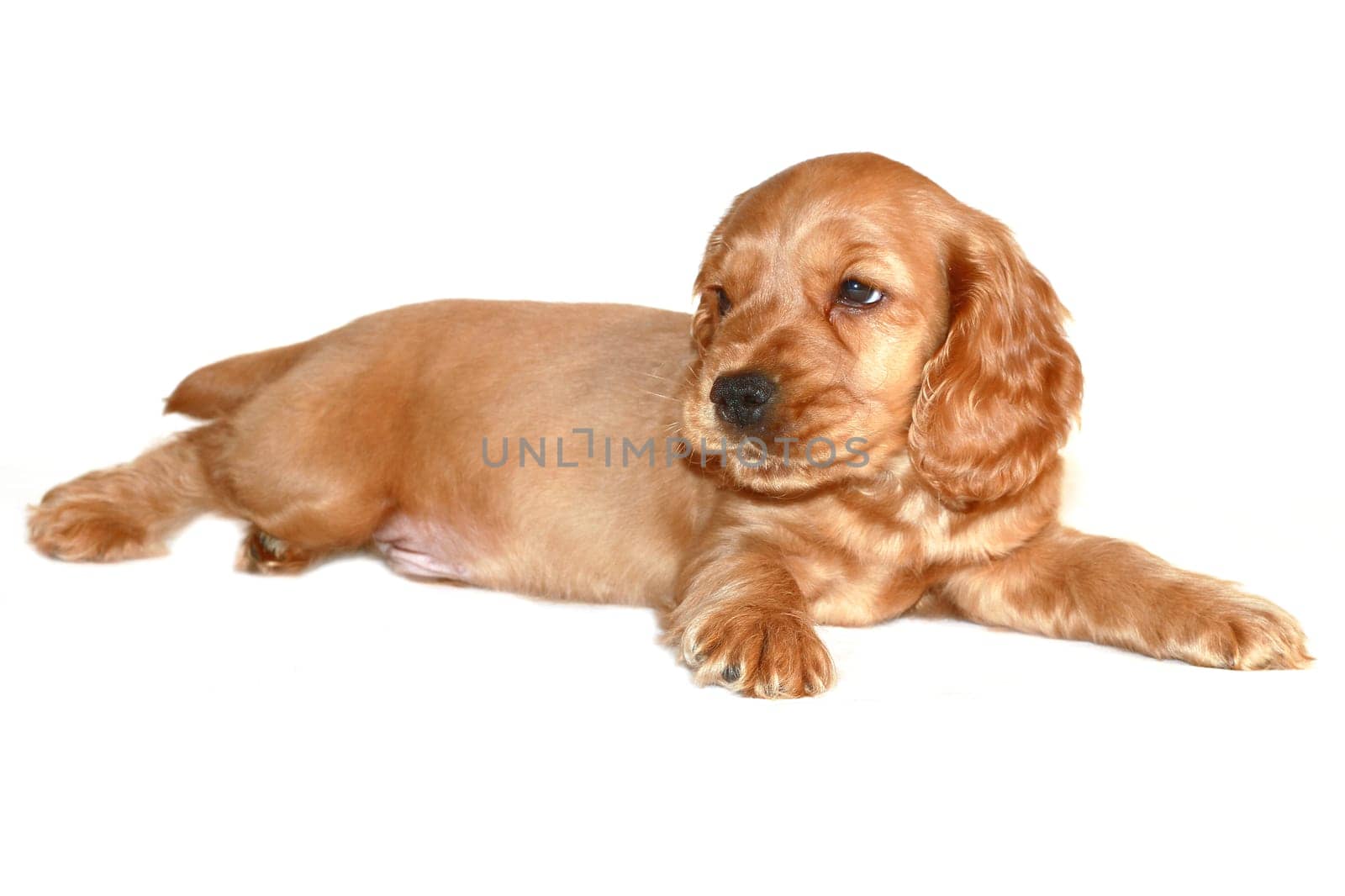 spaniel dog isolated on white background