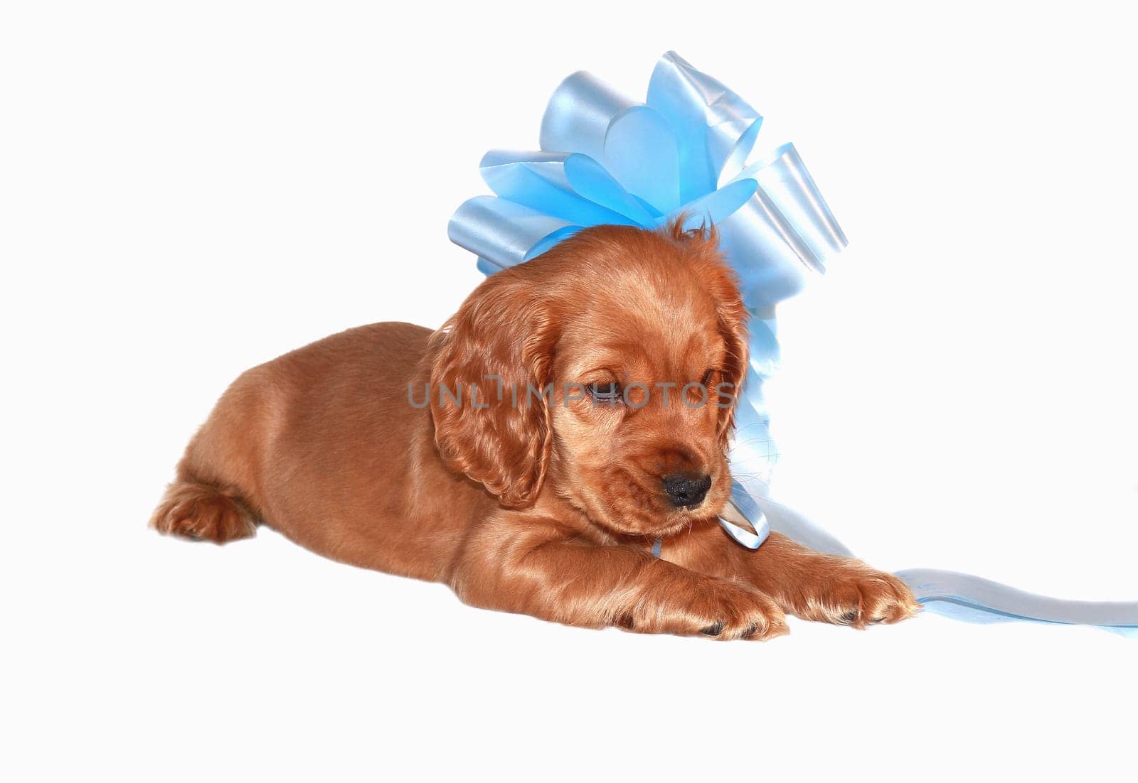 spaniel dog isolated on white background