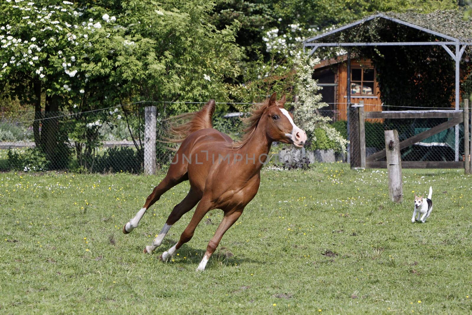 Galloping Arabian in a pasture