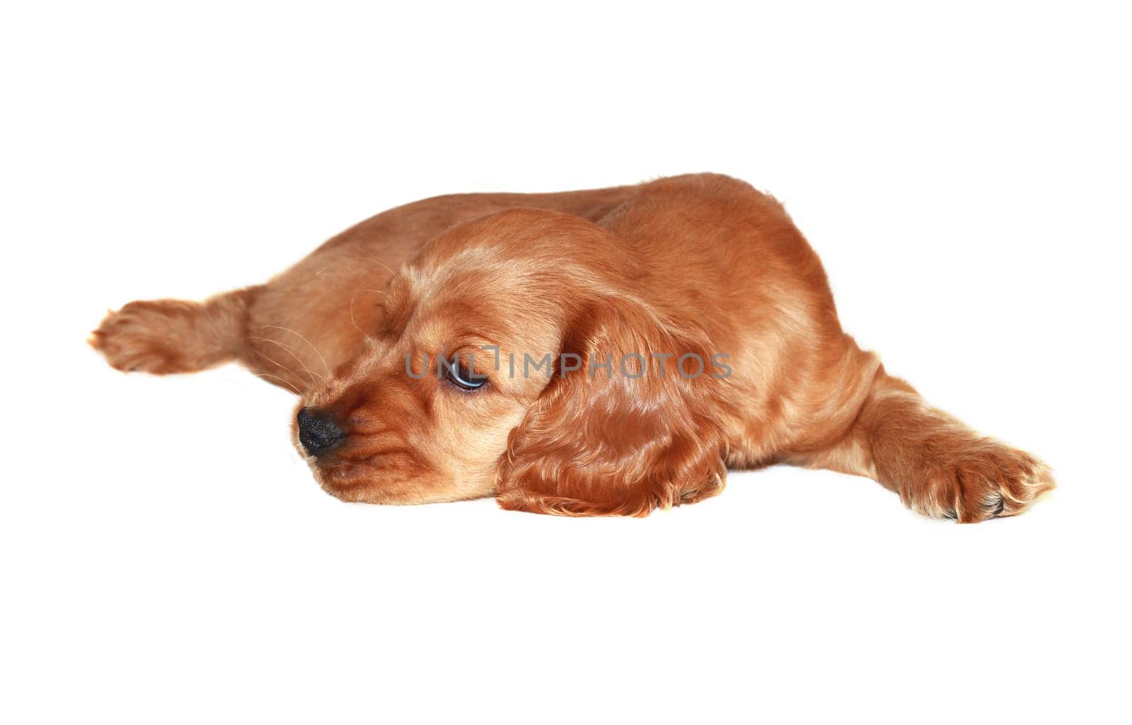 spaniel dog isolated on white background