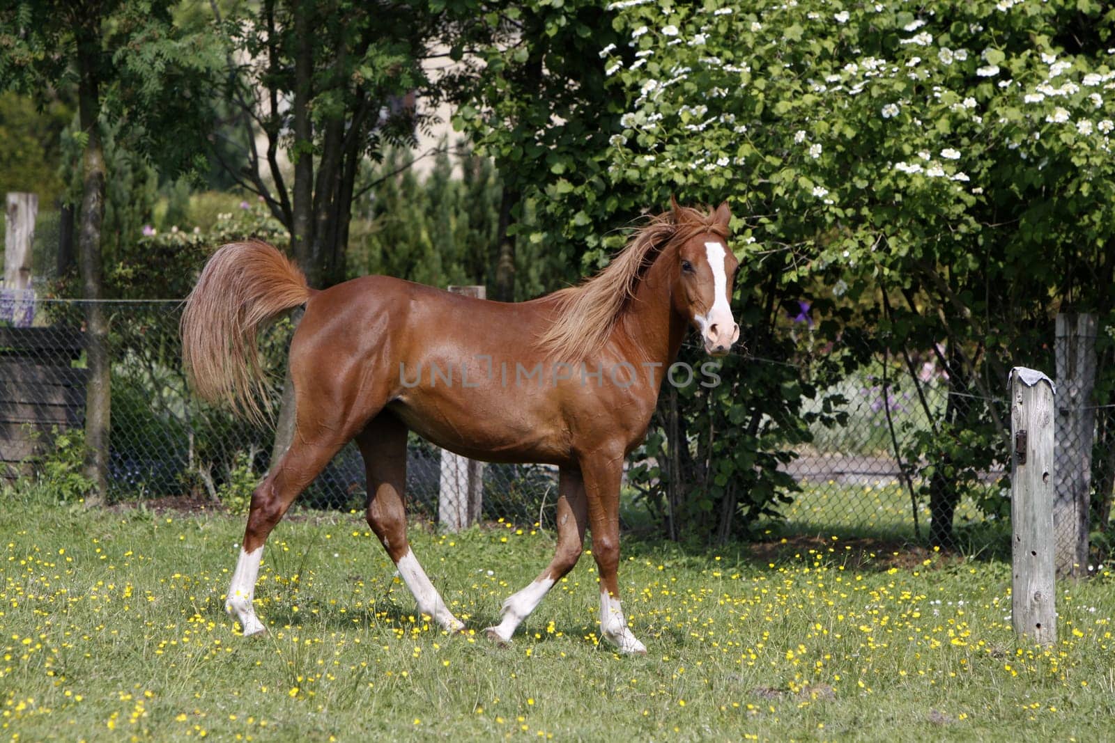 Galloping Arabian in a pasture