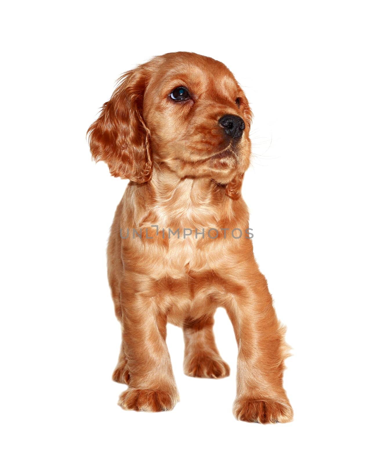 spaniel dog isolated on white background