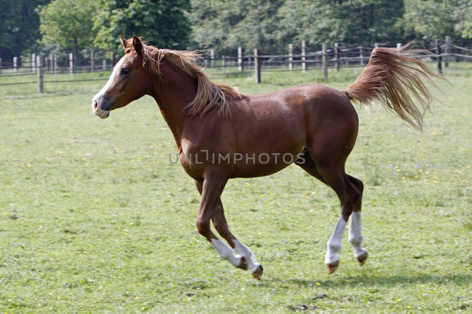 Galloping Arabian in a pasture