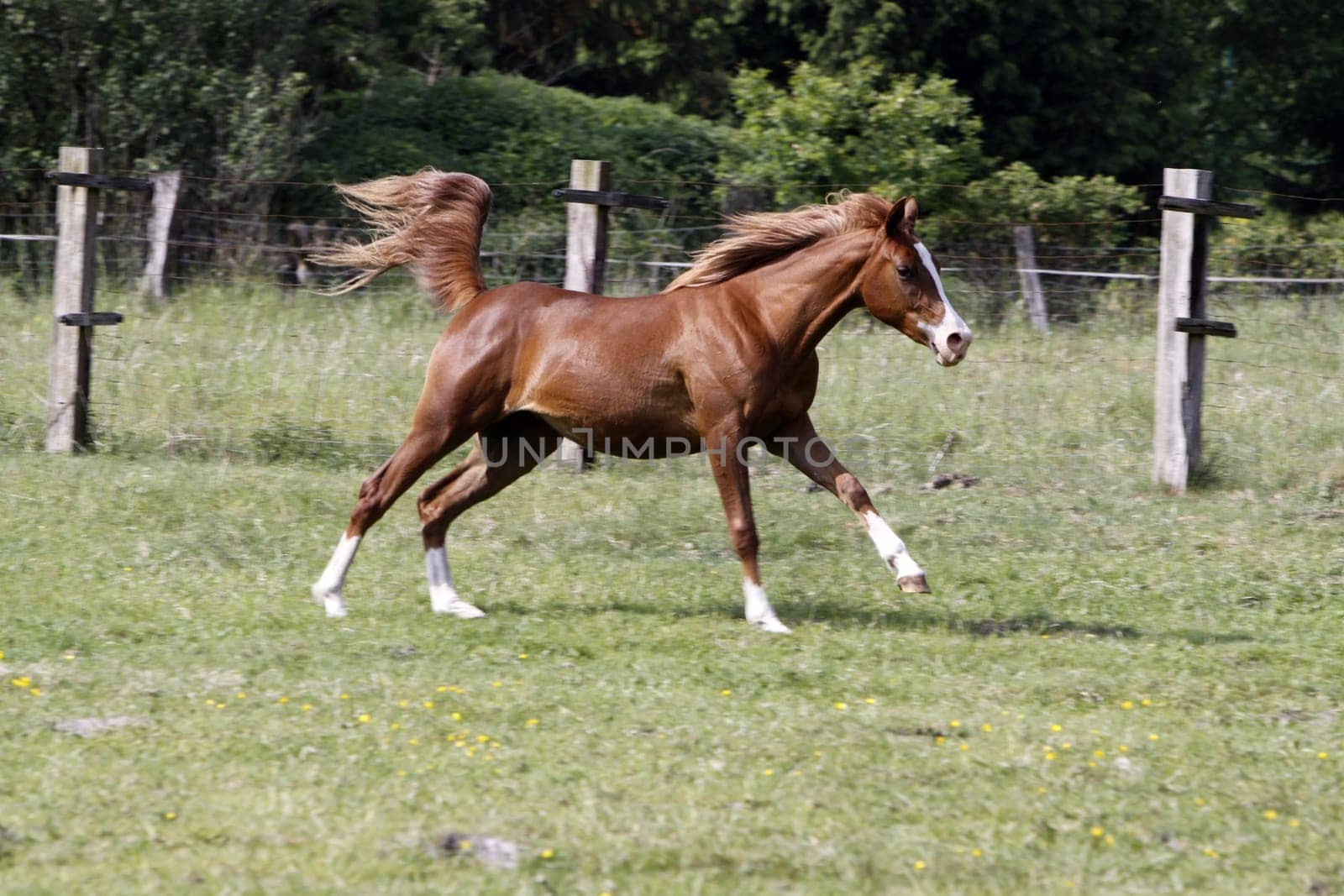 Galloping Arabian in a pasture