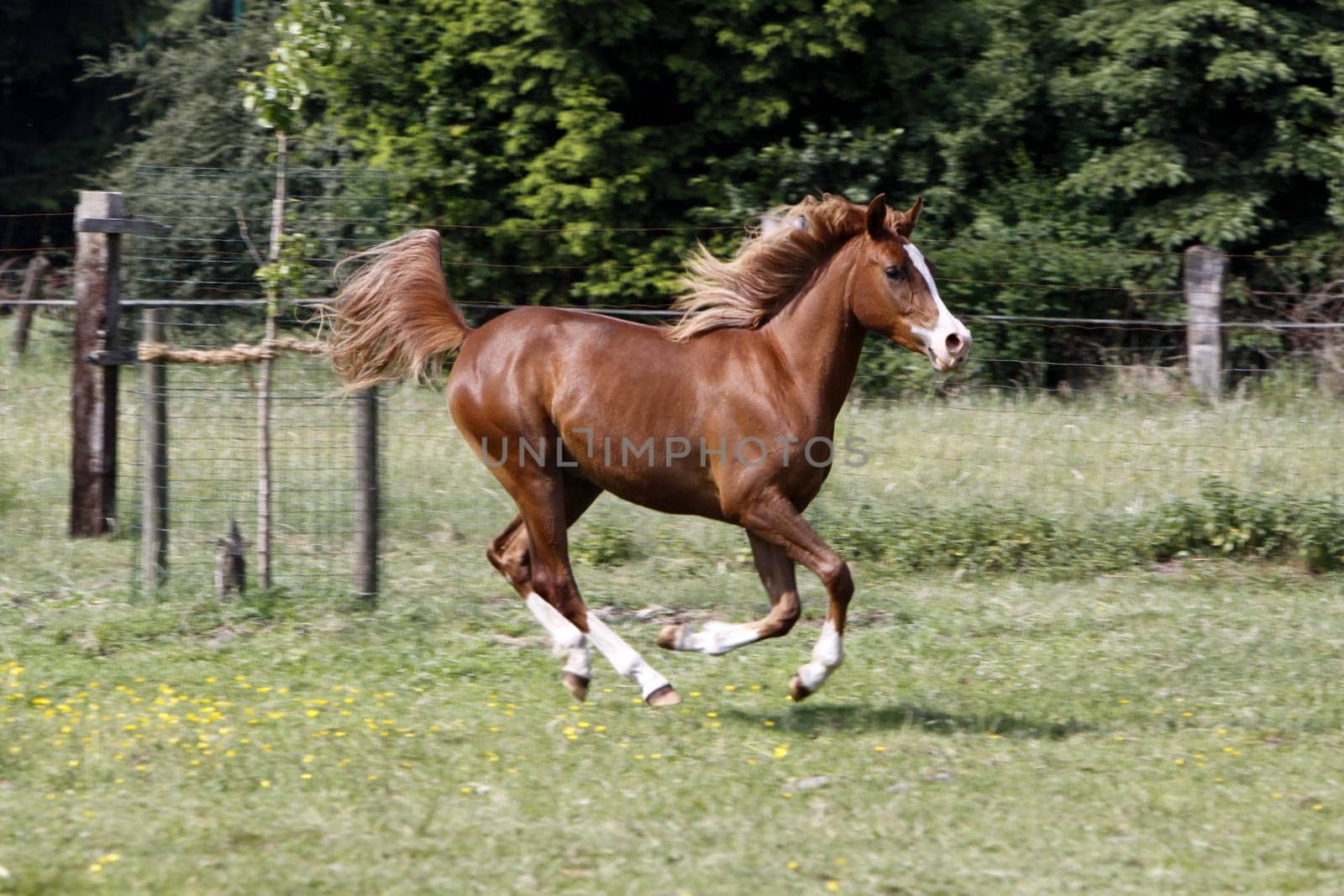 Galloping Arabian in a pasture