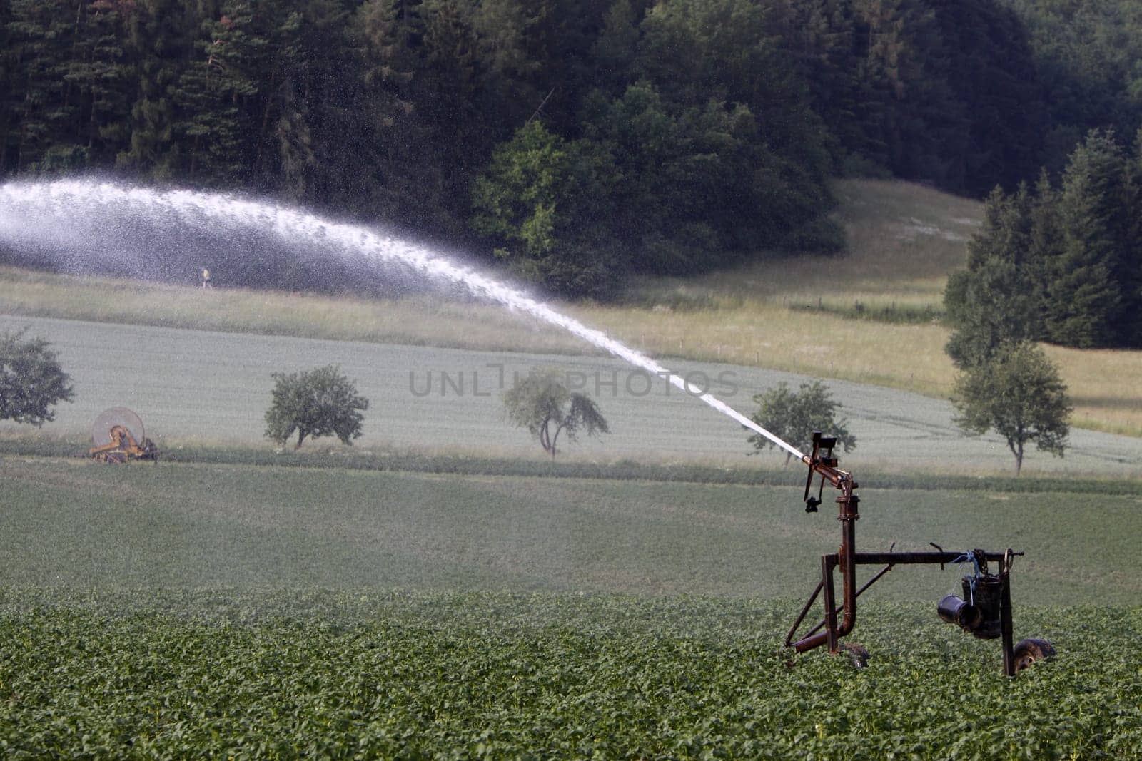 Watering a potato field