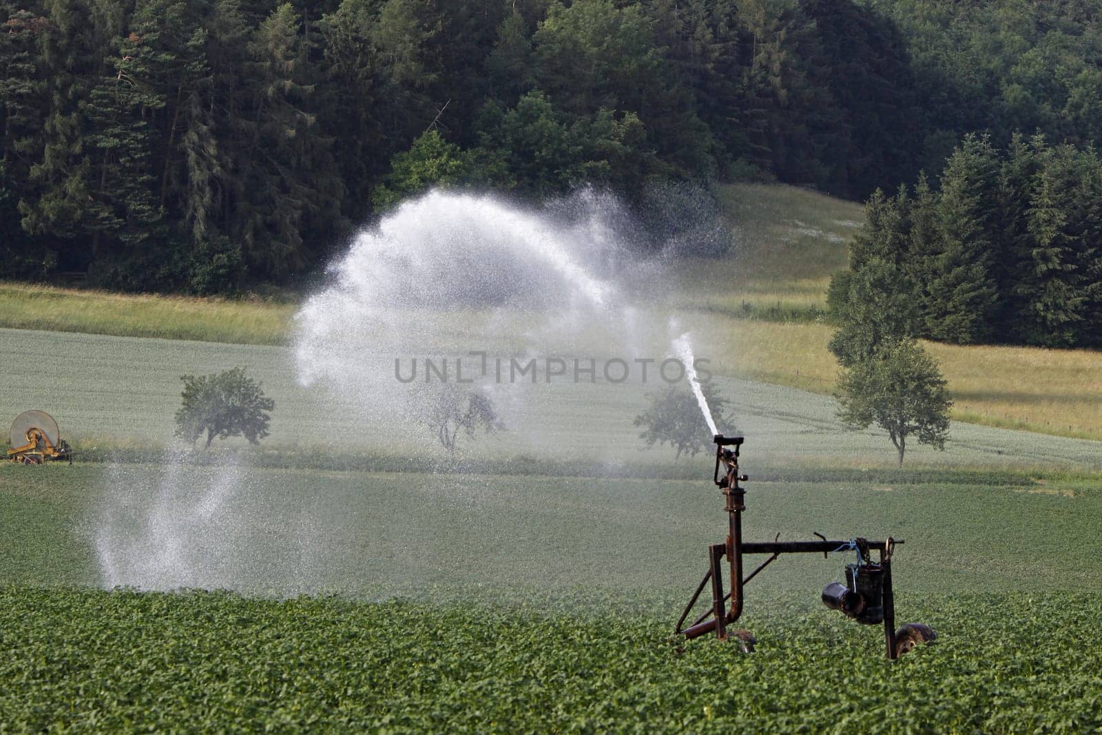 Watering a potato field