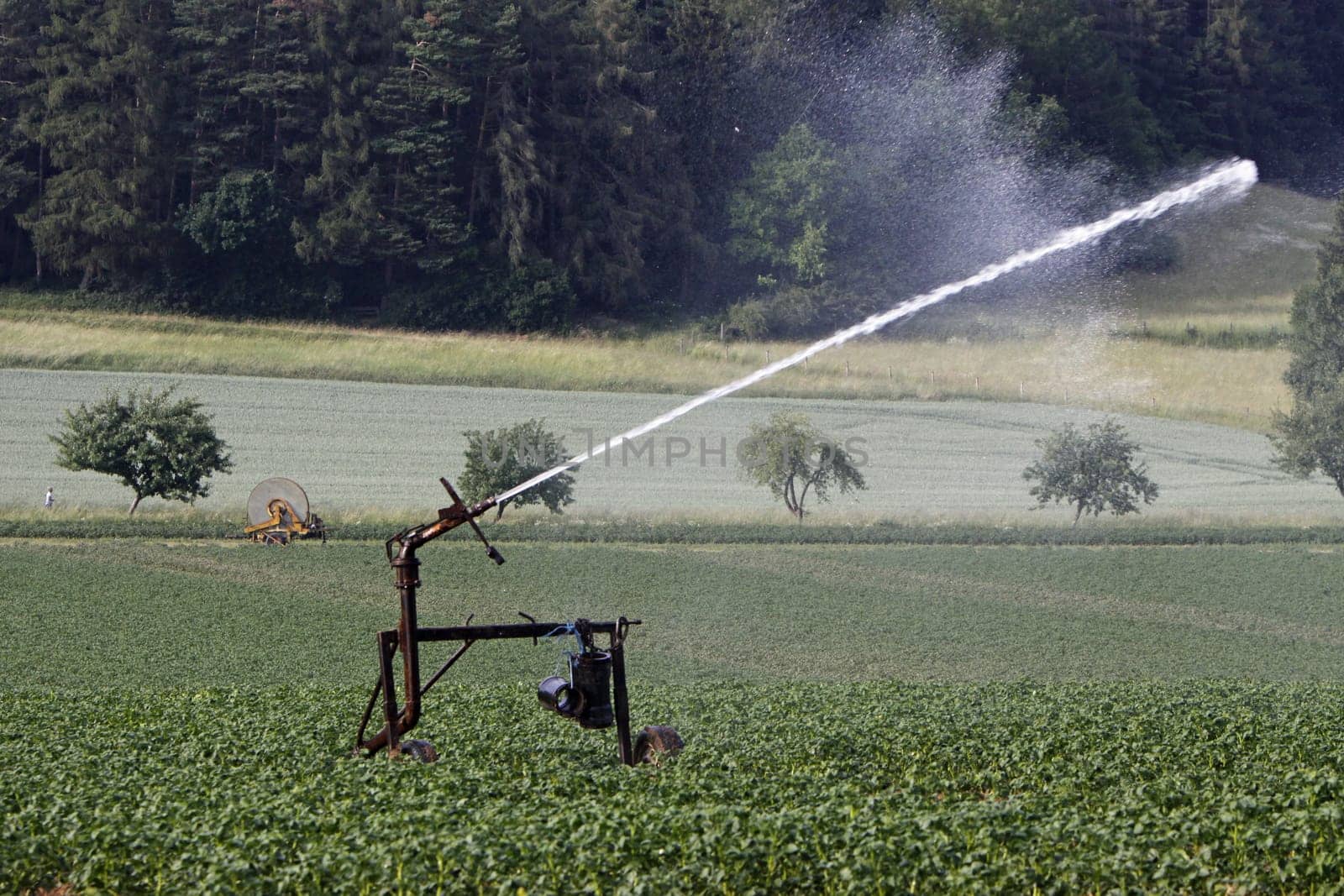Watering a potato field