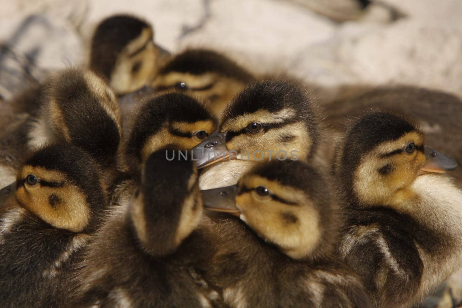 Duckling