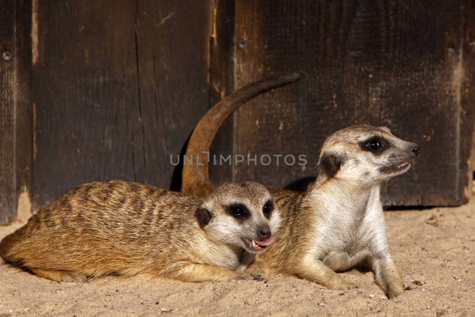 Meerkat