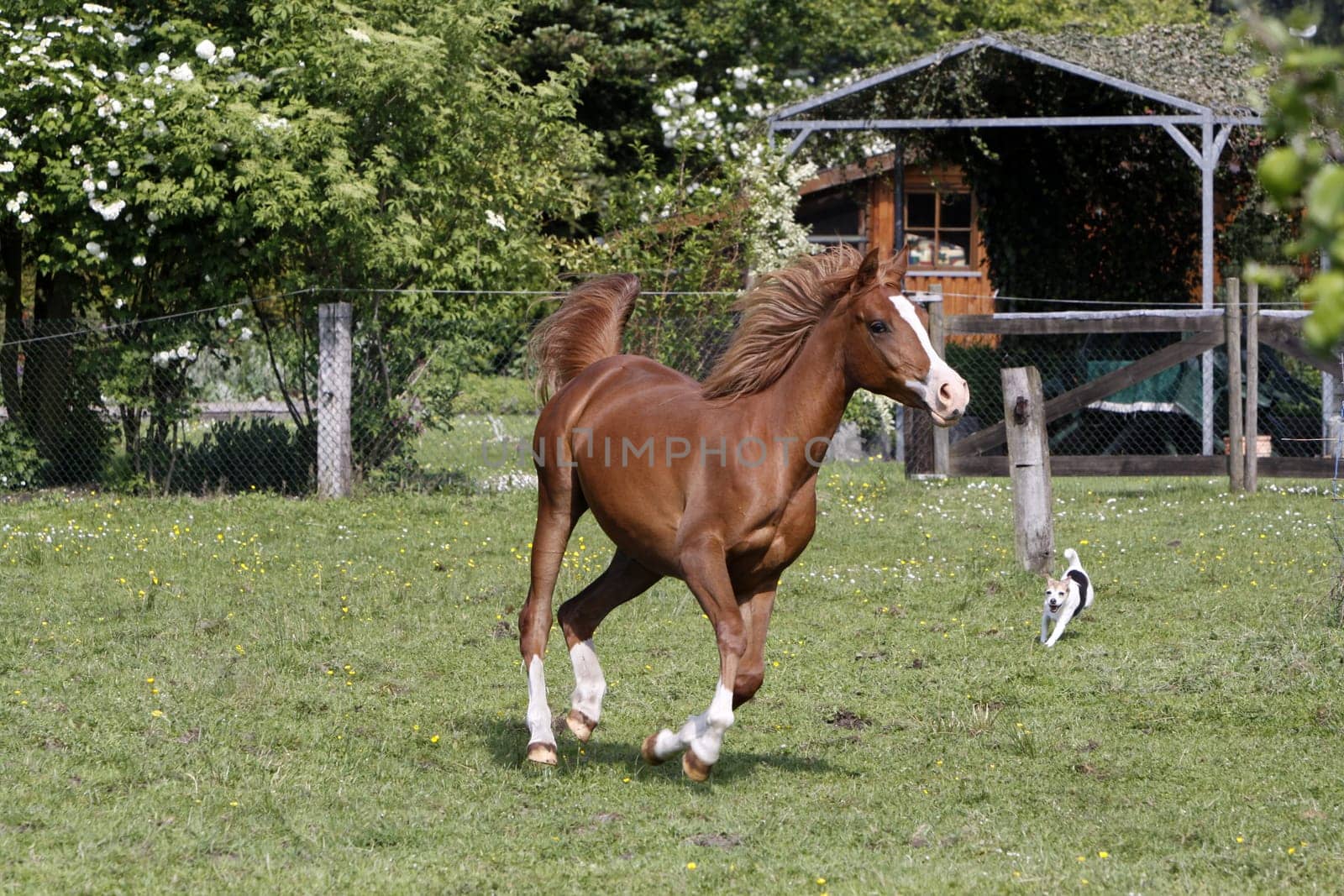 Galloping Arabian in a pasture