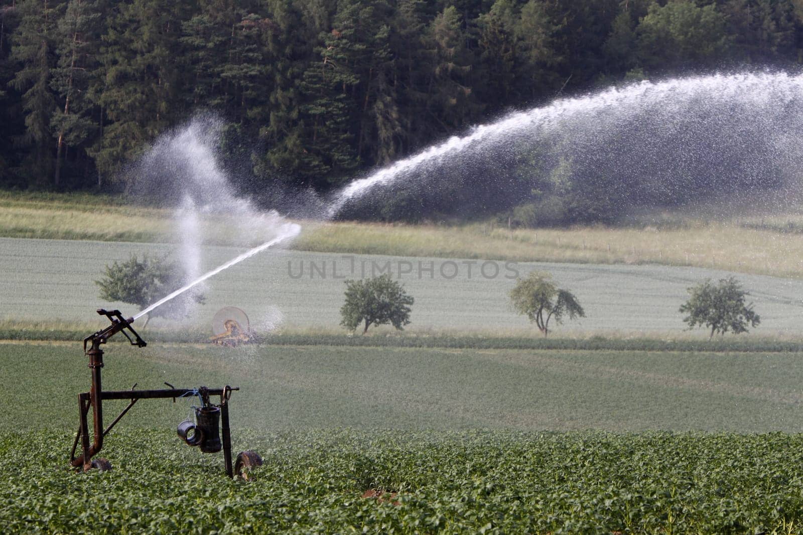 Watering a potato field