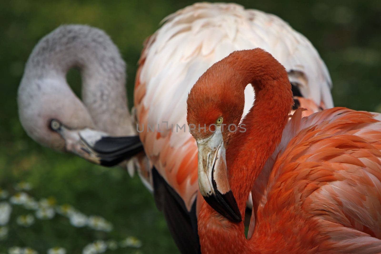 Pink Flamingo
