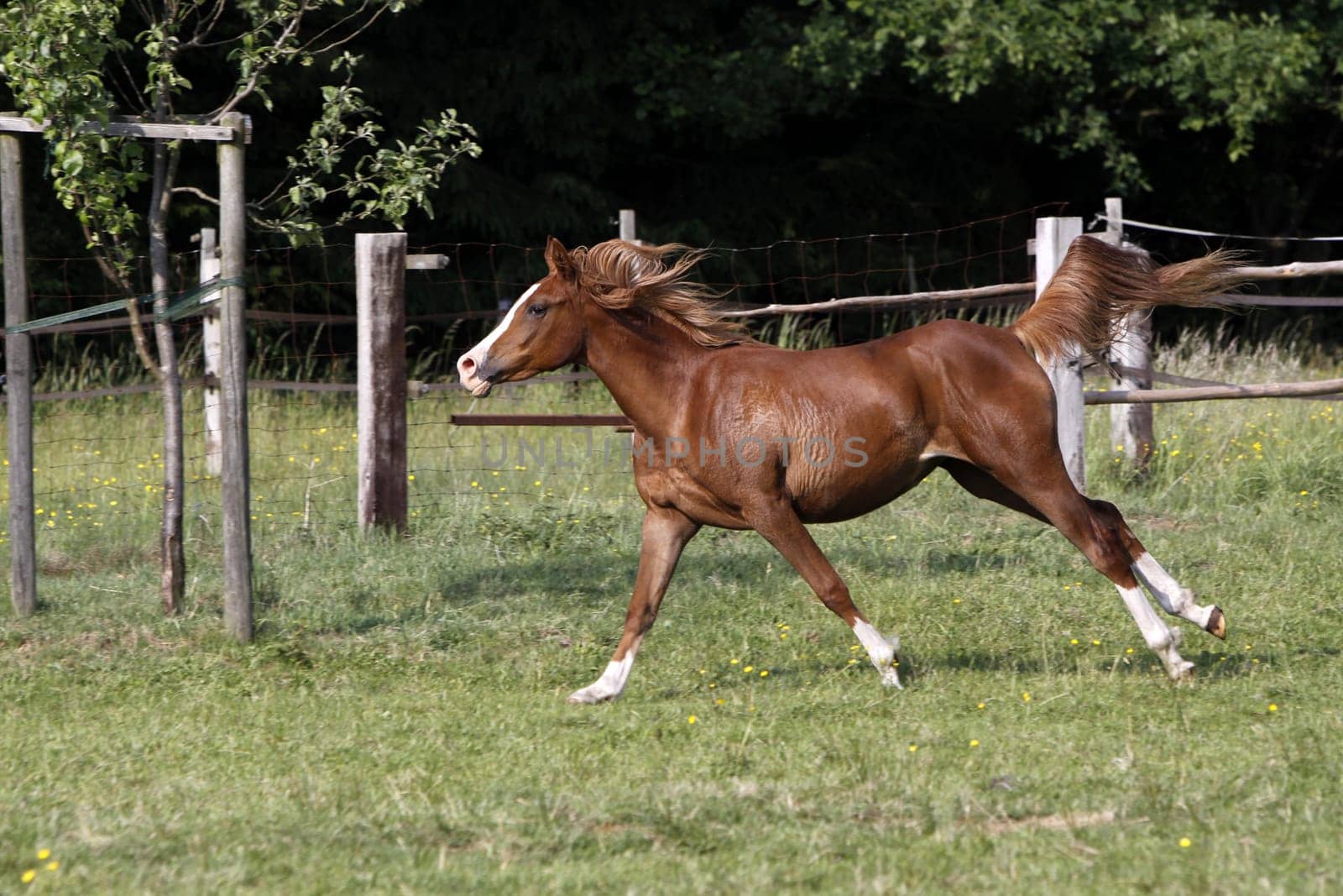 Galloping Arabian in a pasture