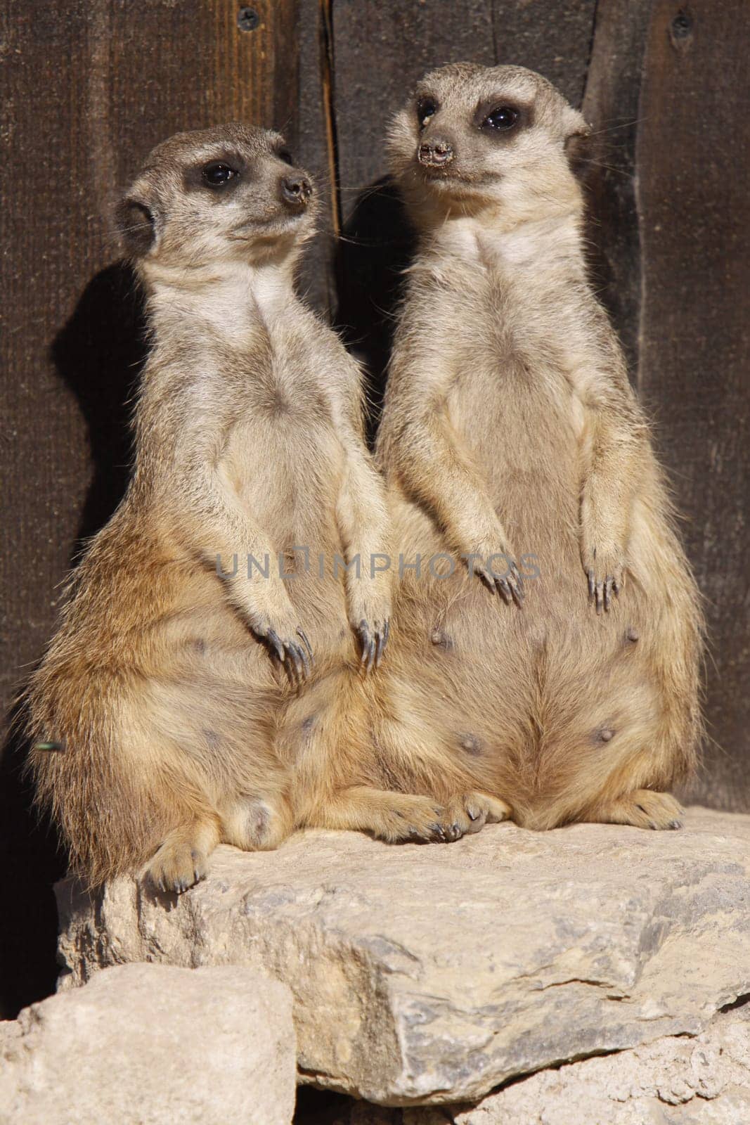 Meerkat