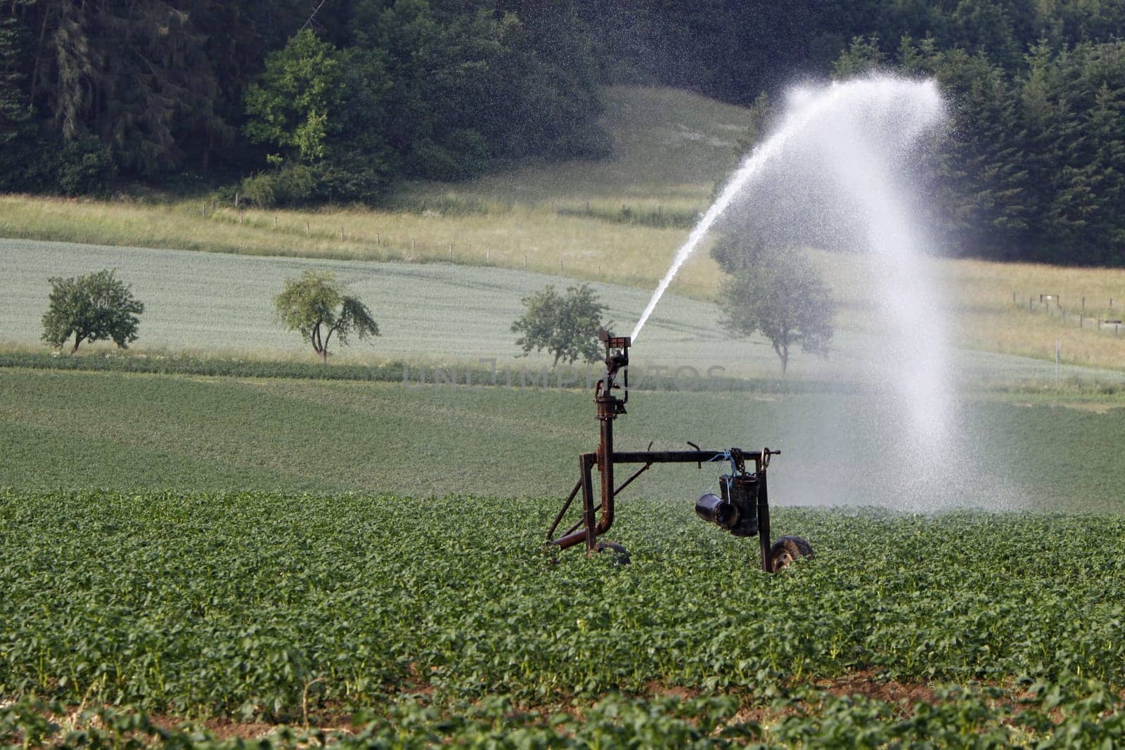 Watering a potato field