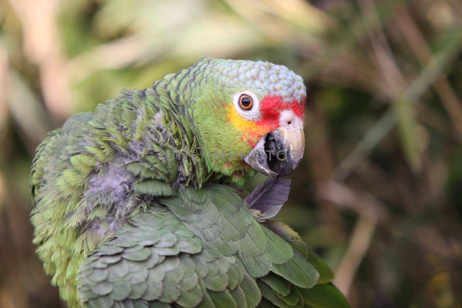 Yellow-cheeked amazon
