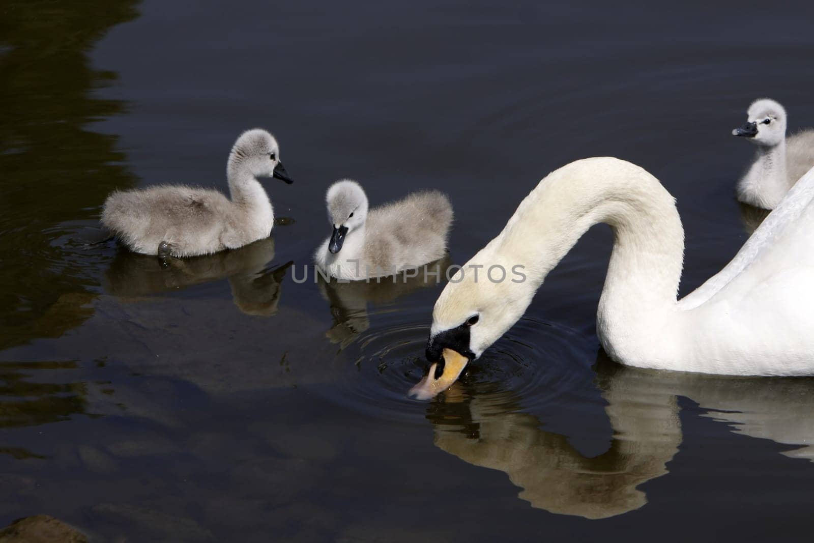 Mute swan with chicks