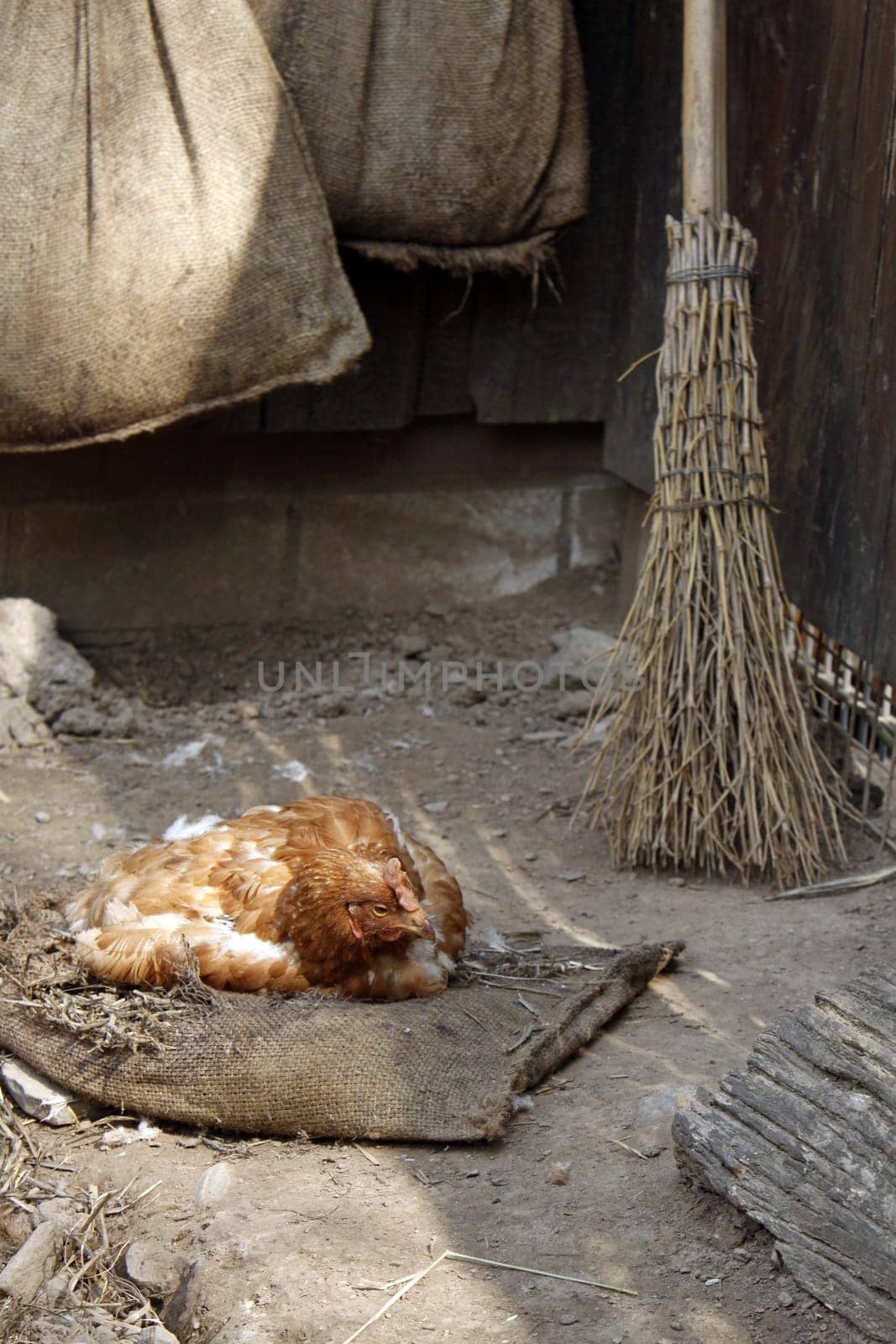 Chicken