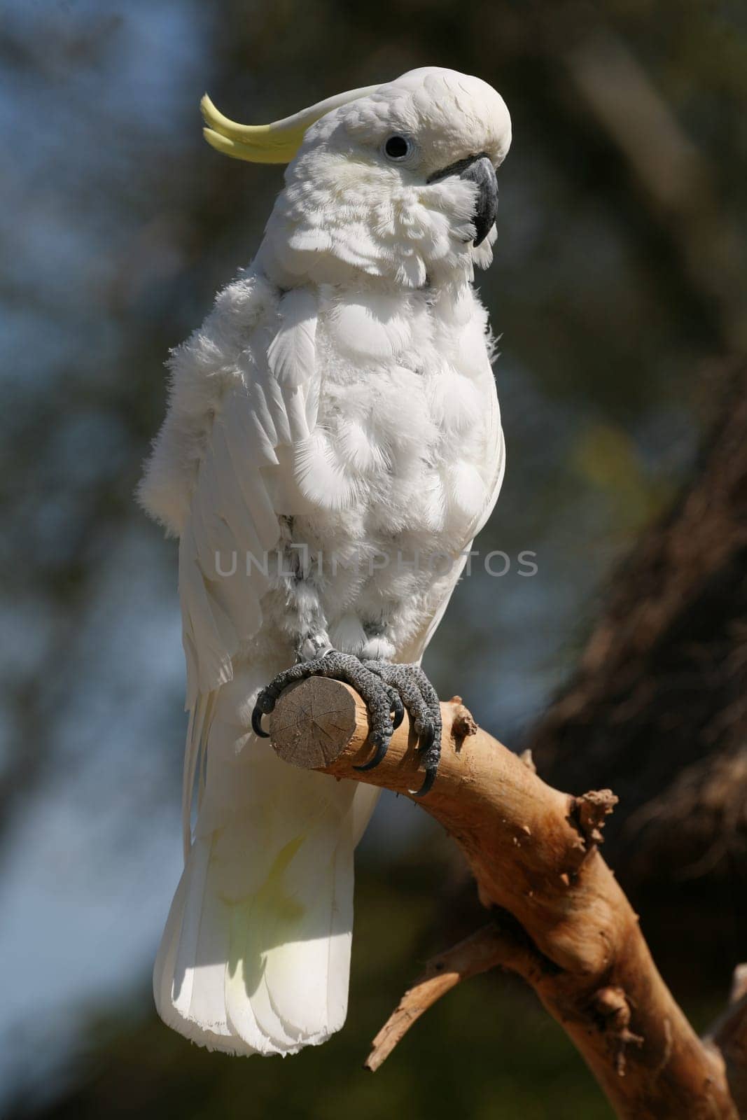 Yellow-crested cockatoo