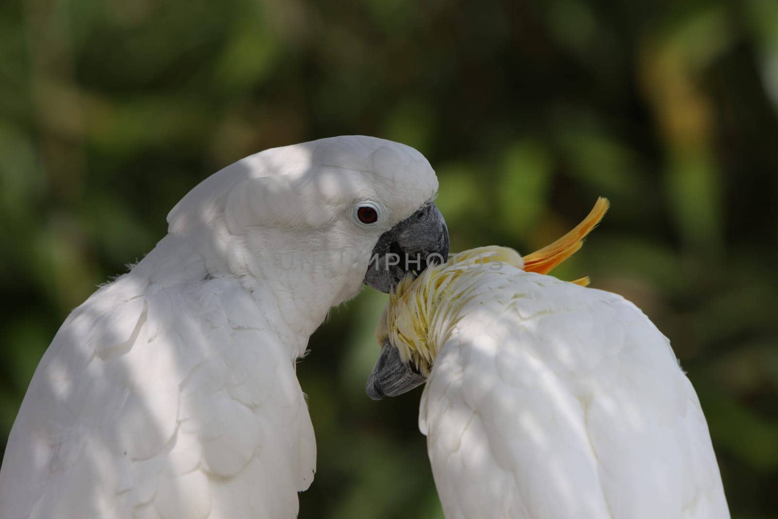 White-crested cockatoo and yellow-crested cockatoo