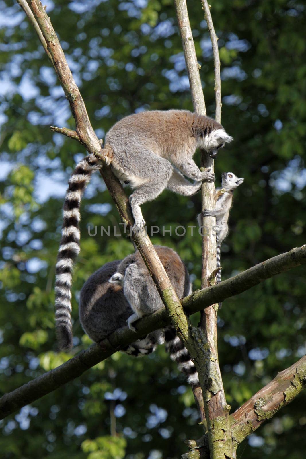 Ring-tailed lemur family