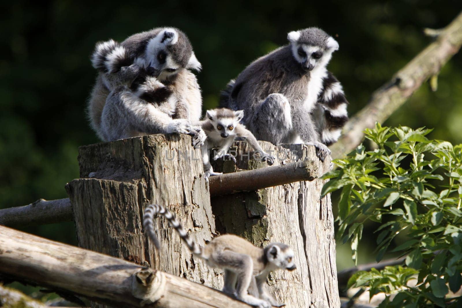 Ring-tailed lemur family