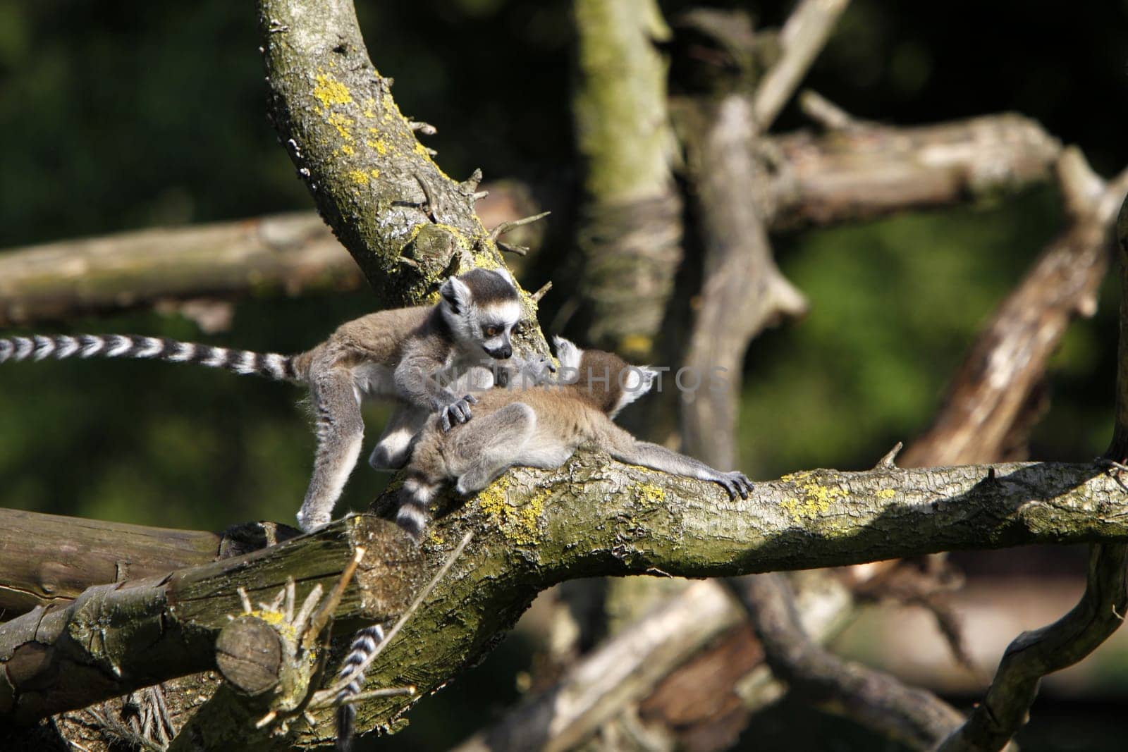 Ring-tailed lemur family