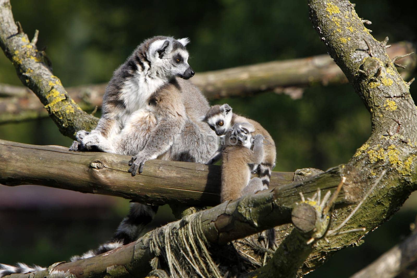 Ring-tailed lemur family