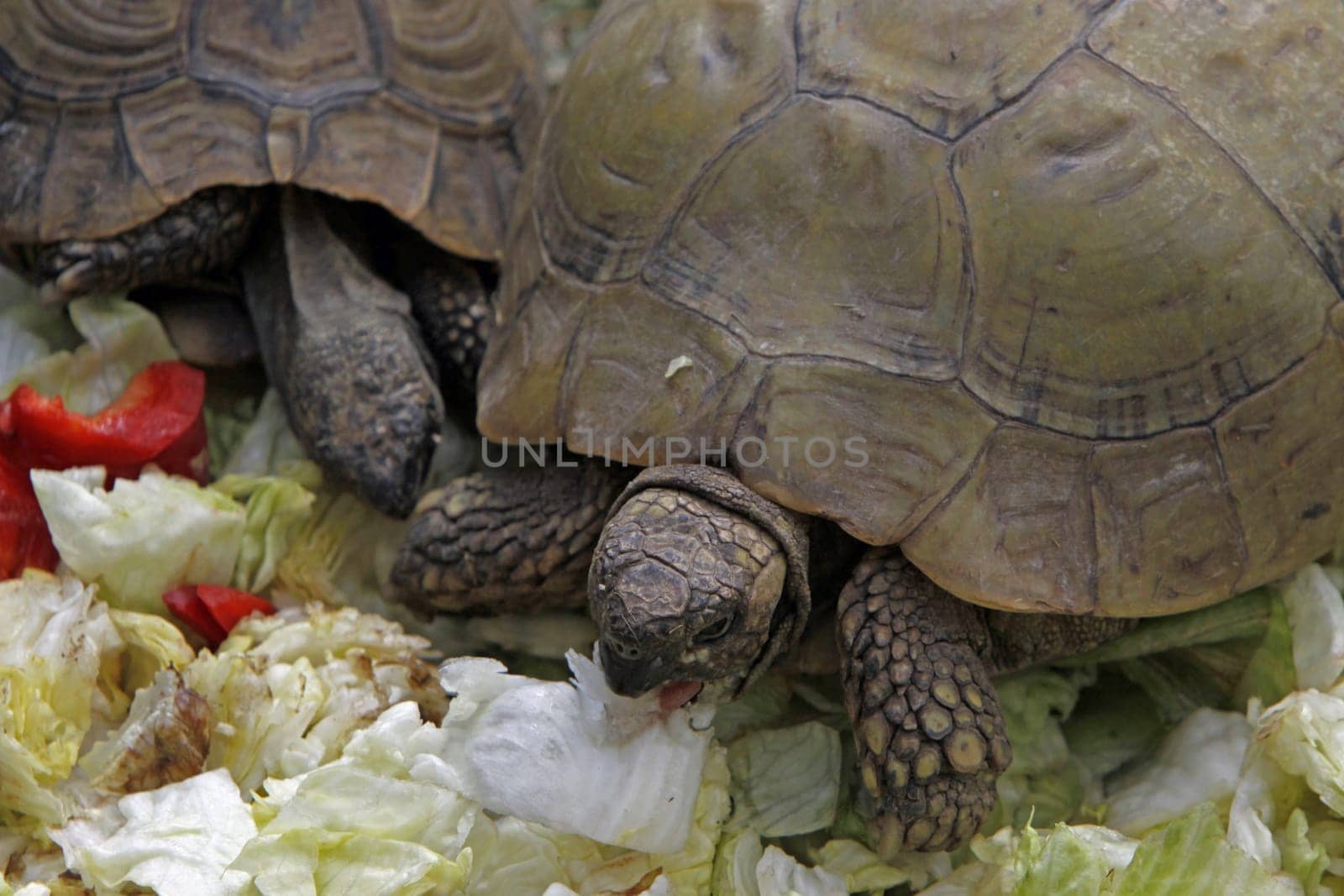 Greek tortoise