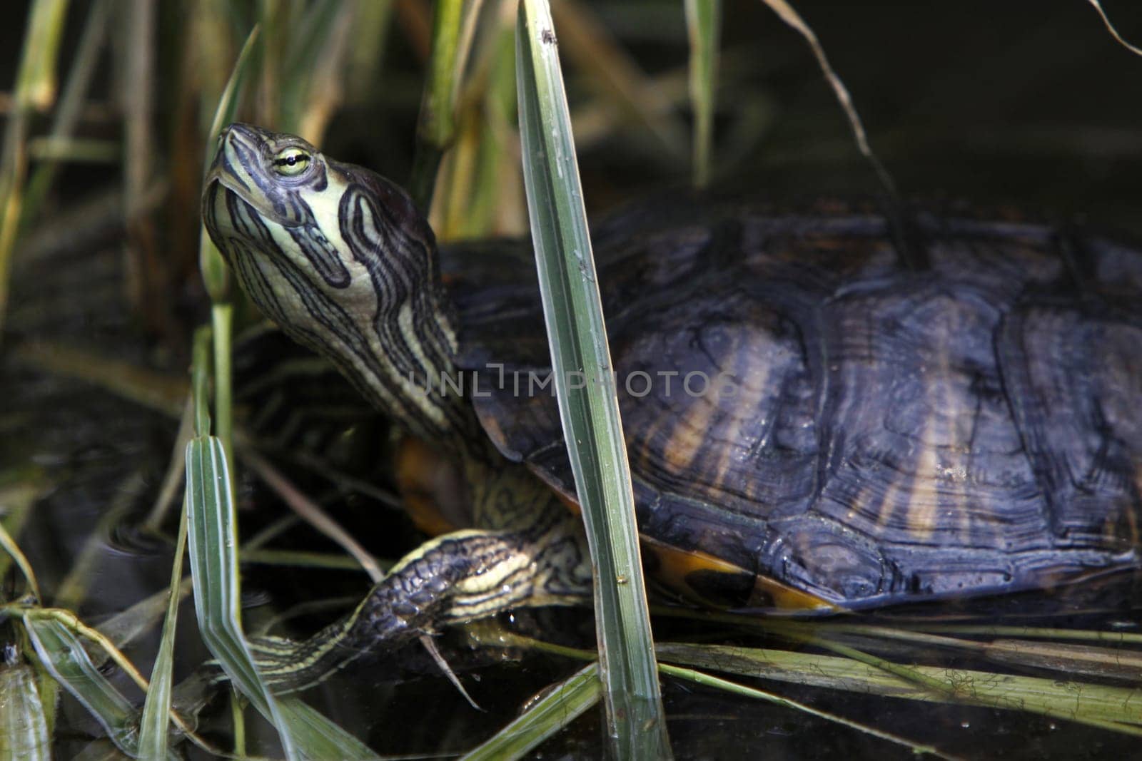 Yellow-cheeked turtle