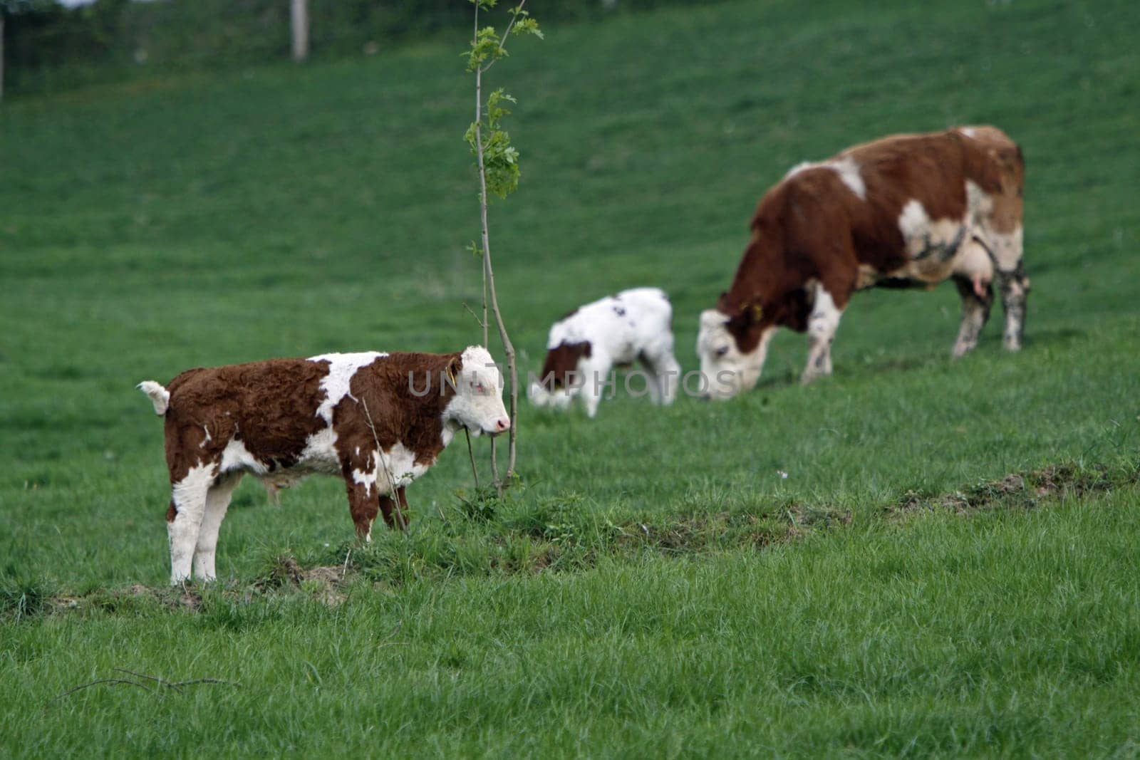 Happy cows