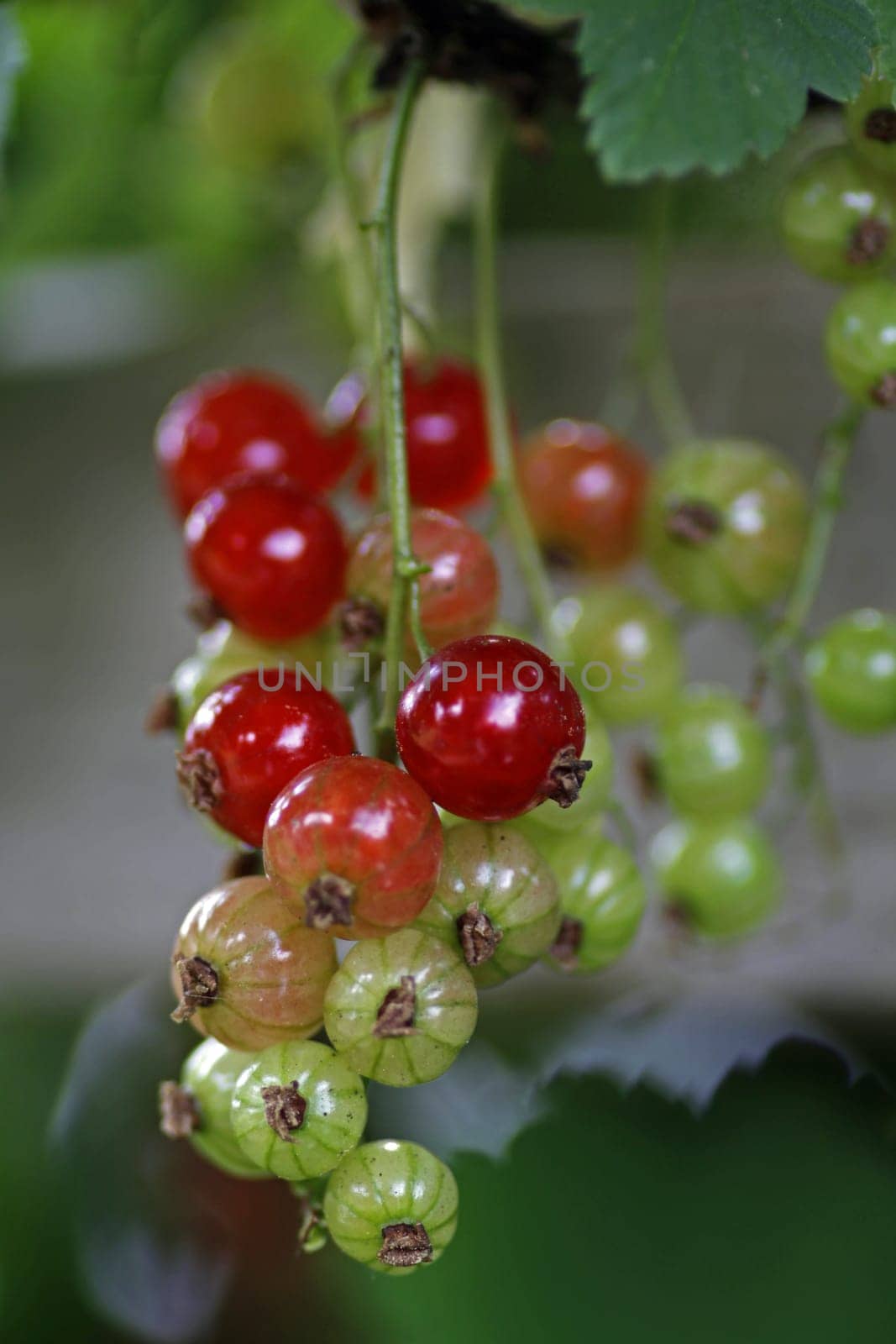 Currants