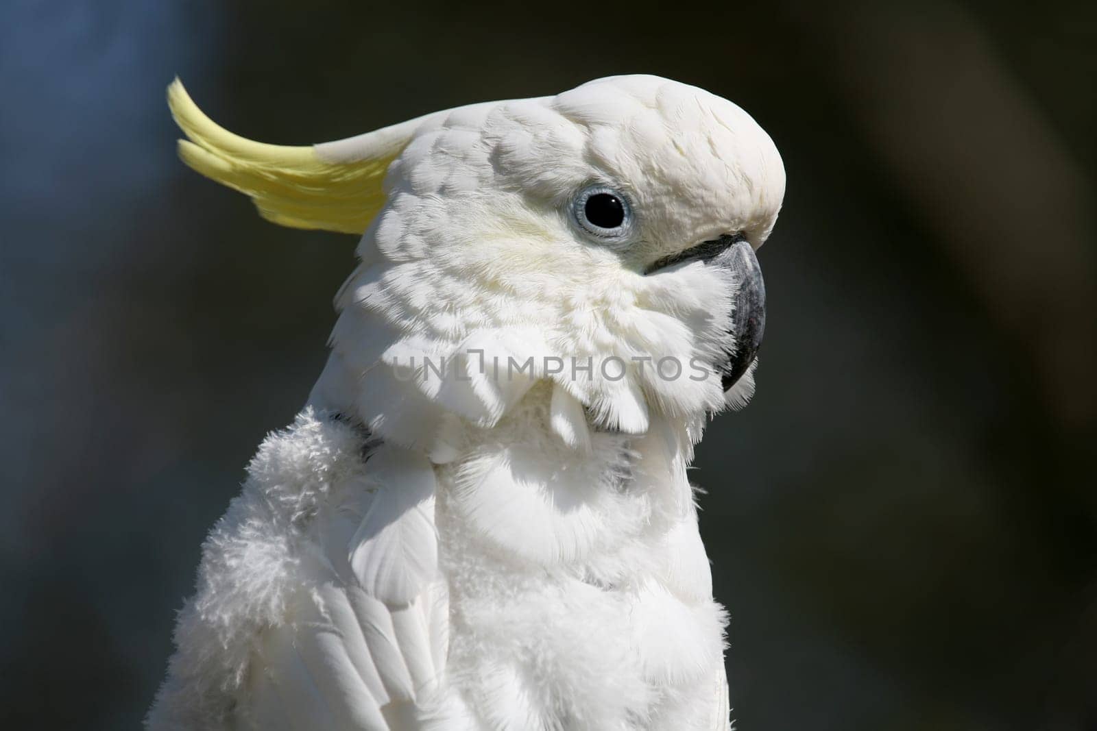 Yellow-crested cockatoo