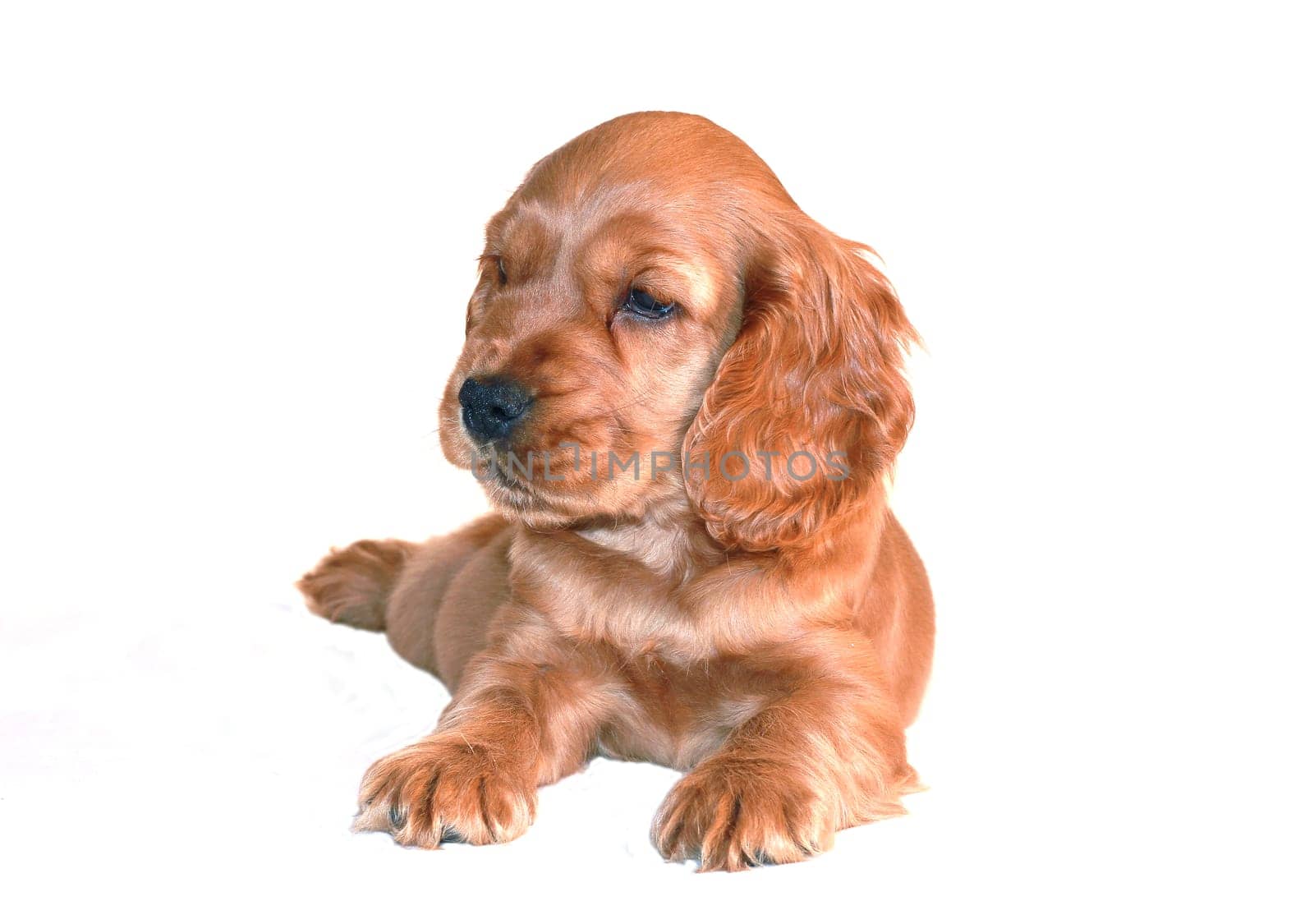 spaniel dog isolated on white background