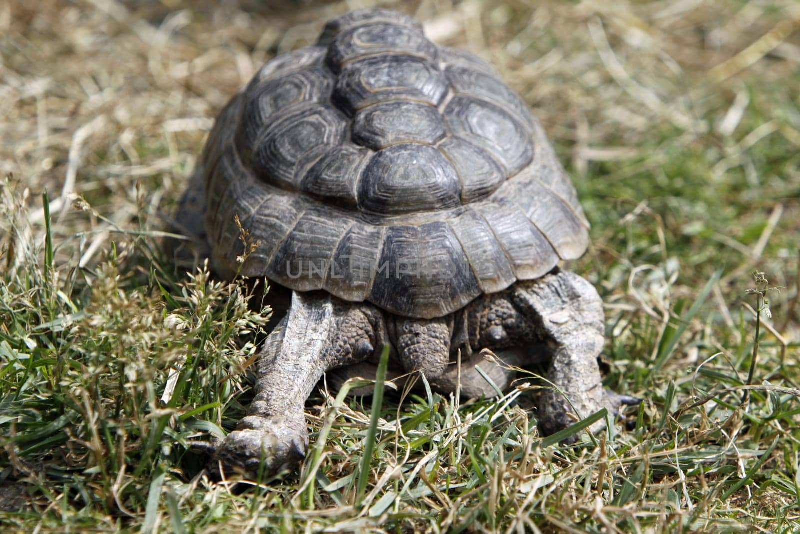 Greek tortoise