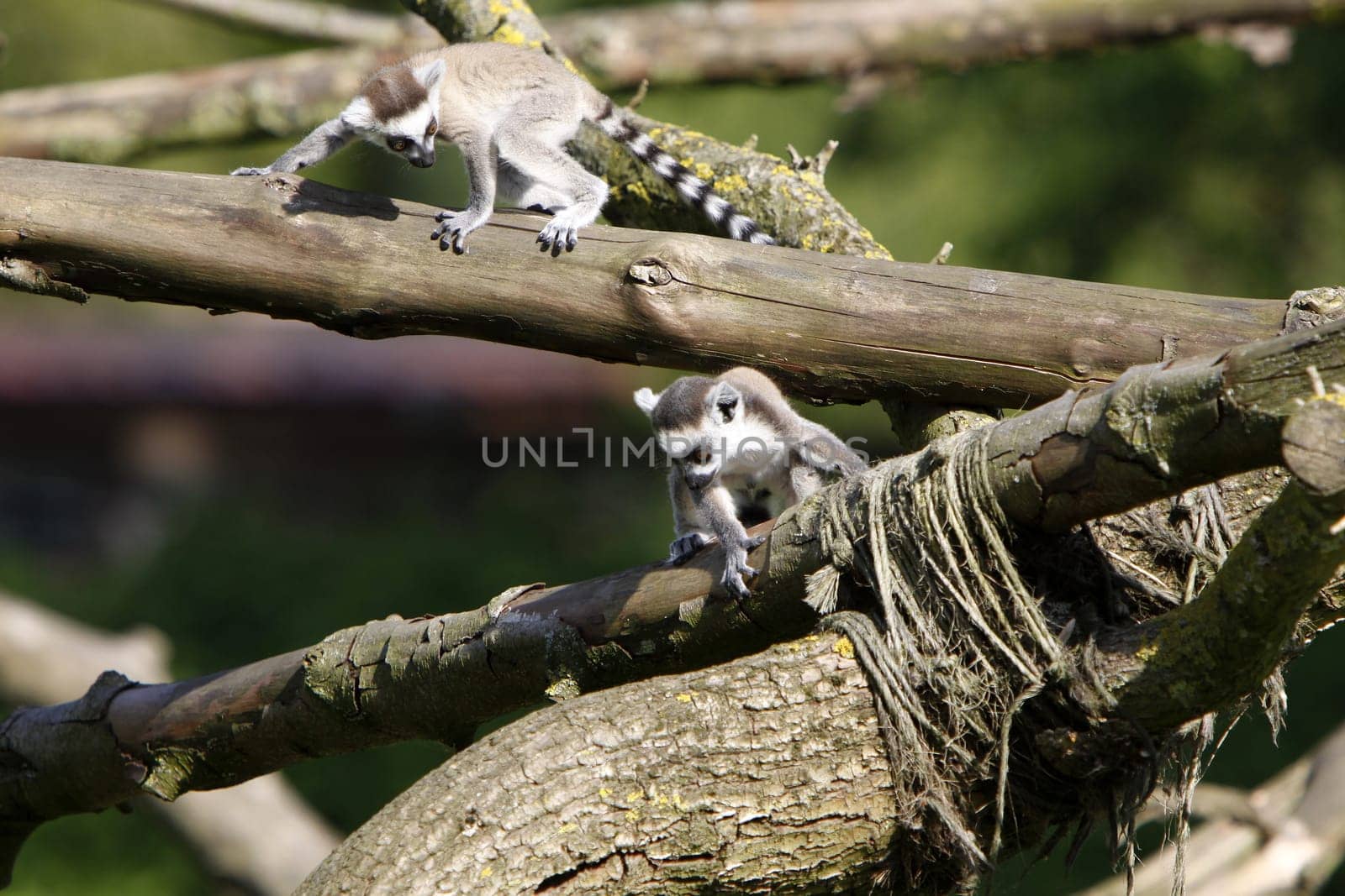 Ring-tailed lemur family