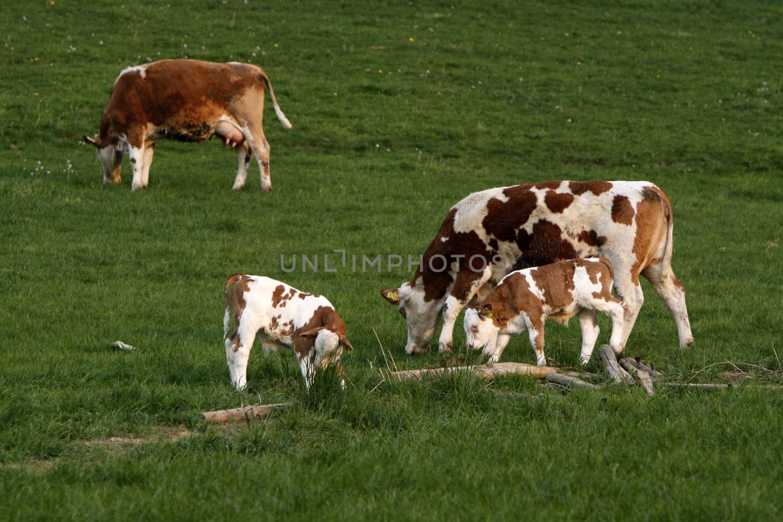 Happy cows