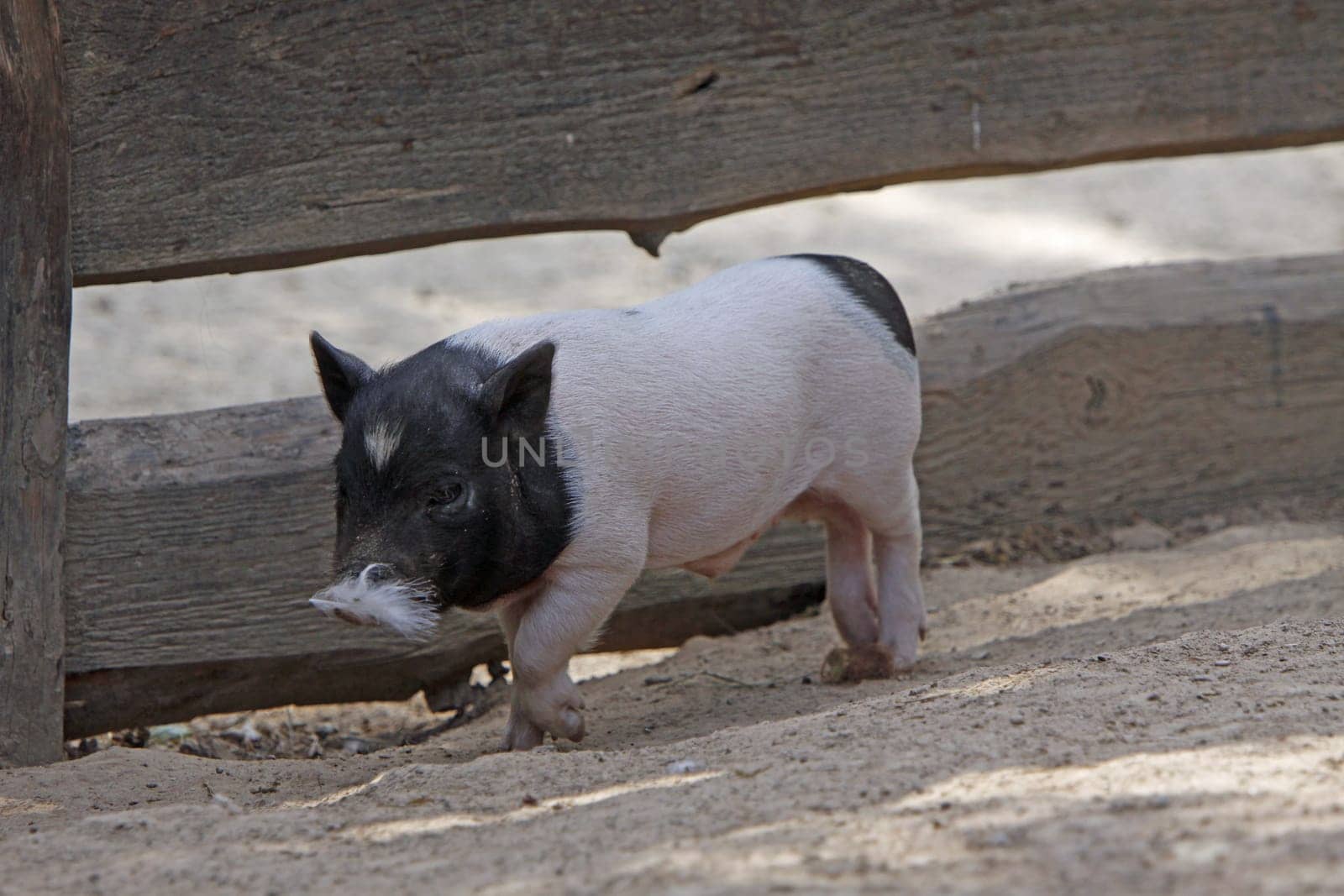 Piglets