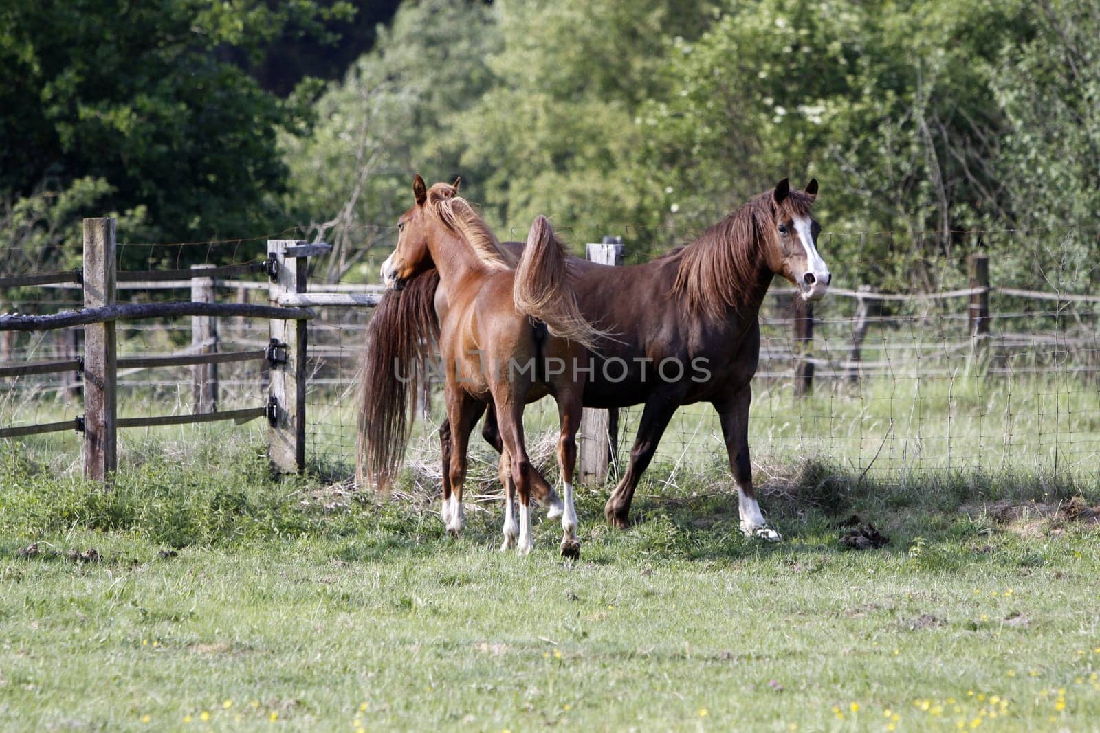 Galloping Arabian in a pasture