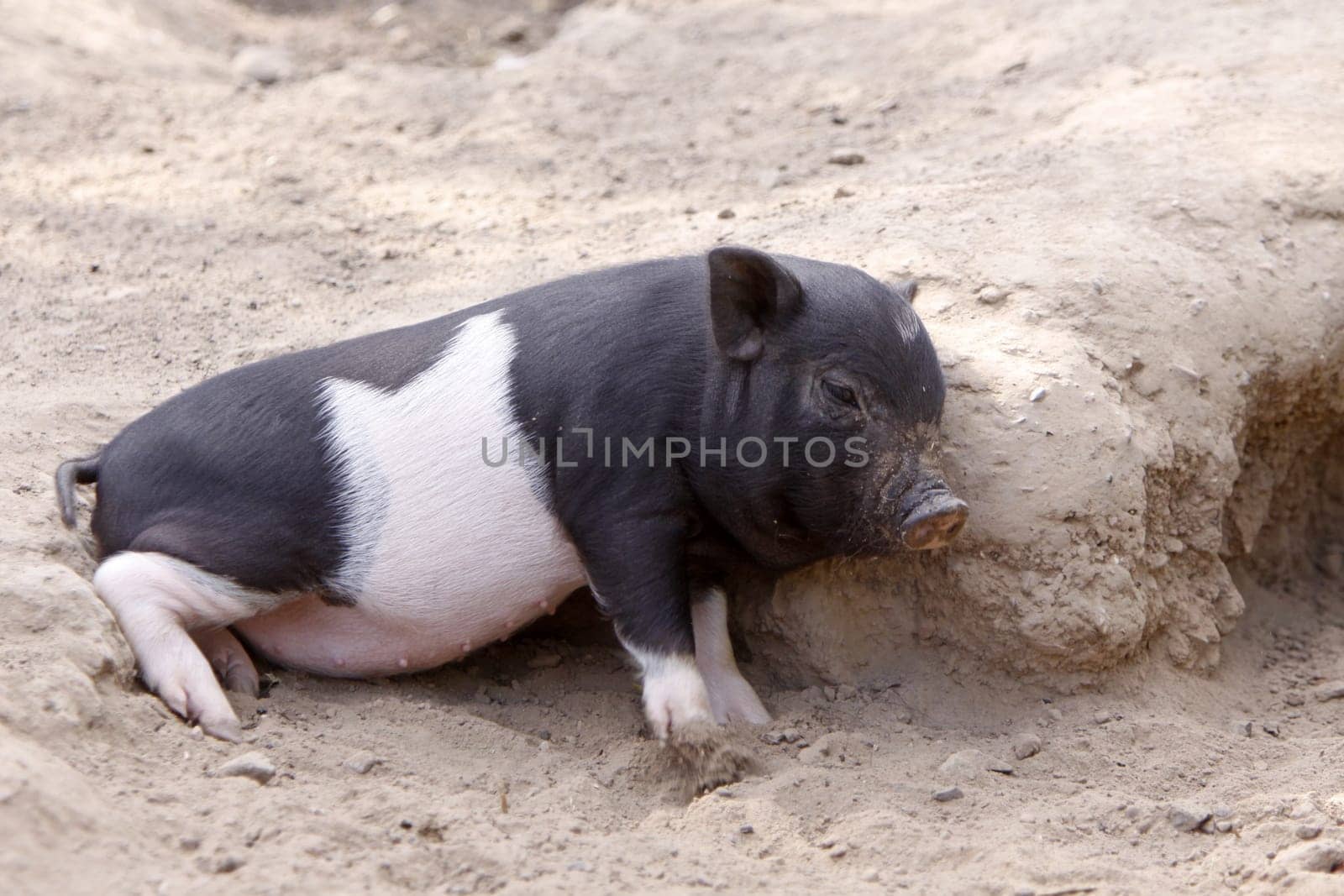 Piglets