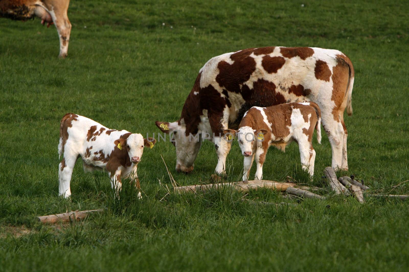 Happy cows