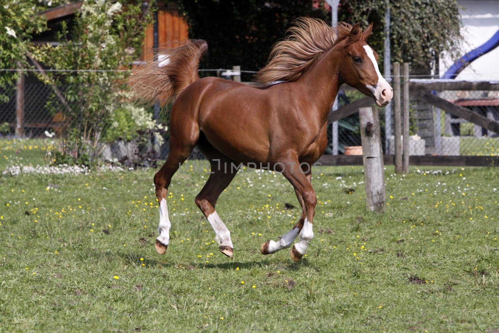 Galloping Arabian in a pasture