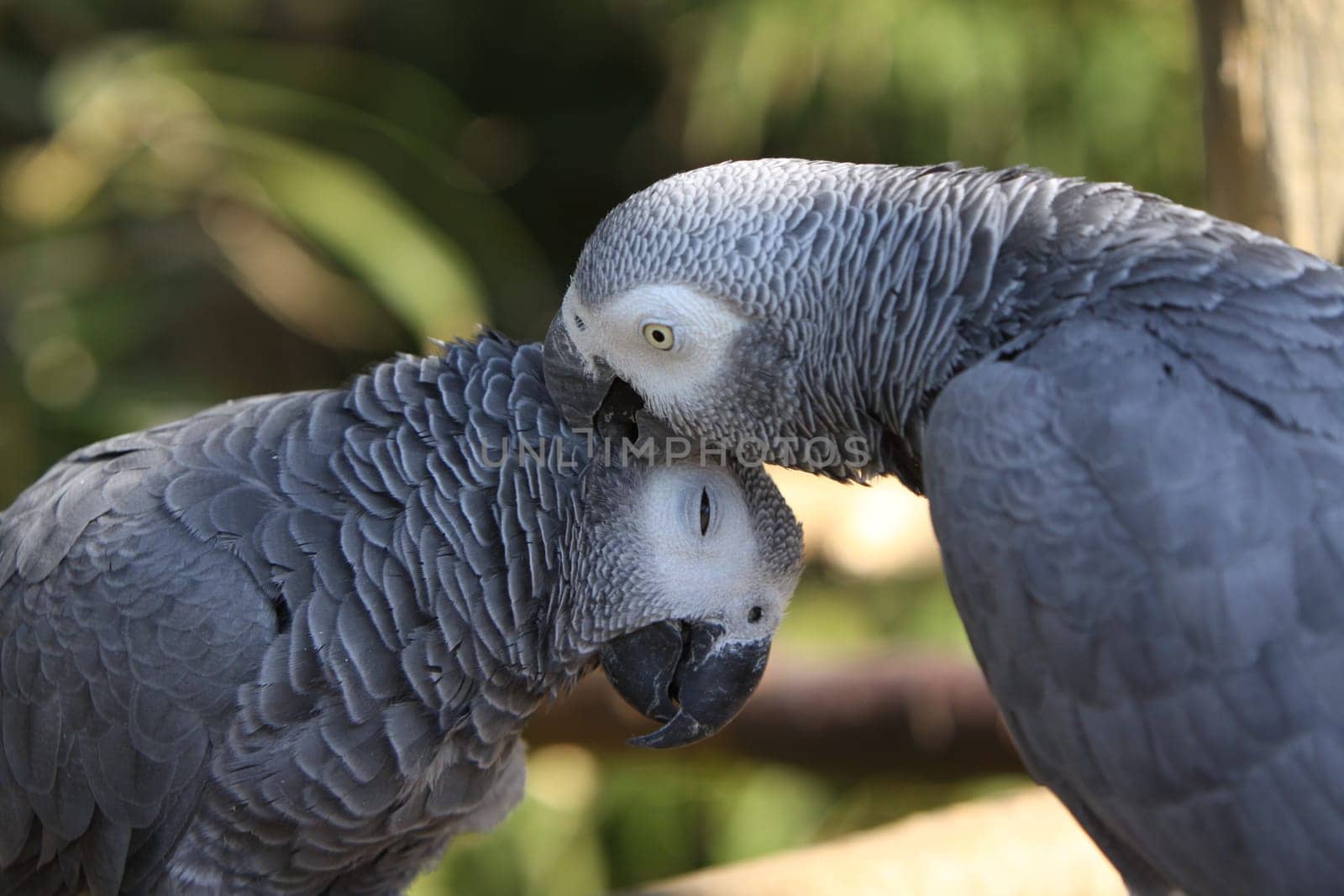 African grey parrots caring for their plumage