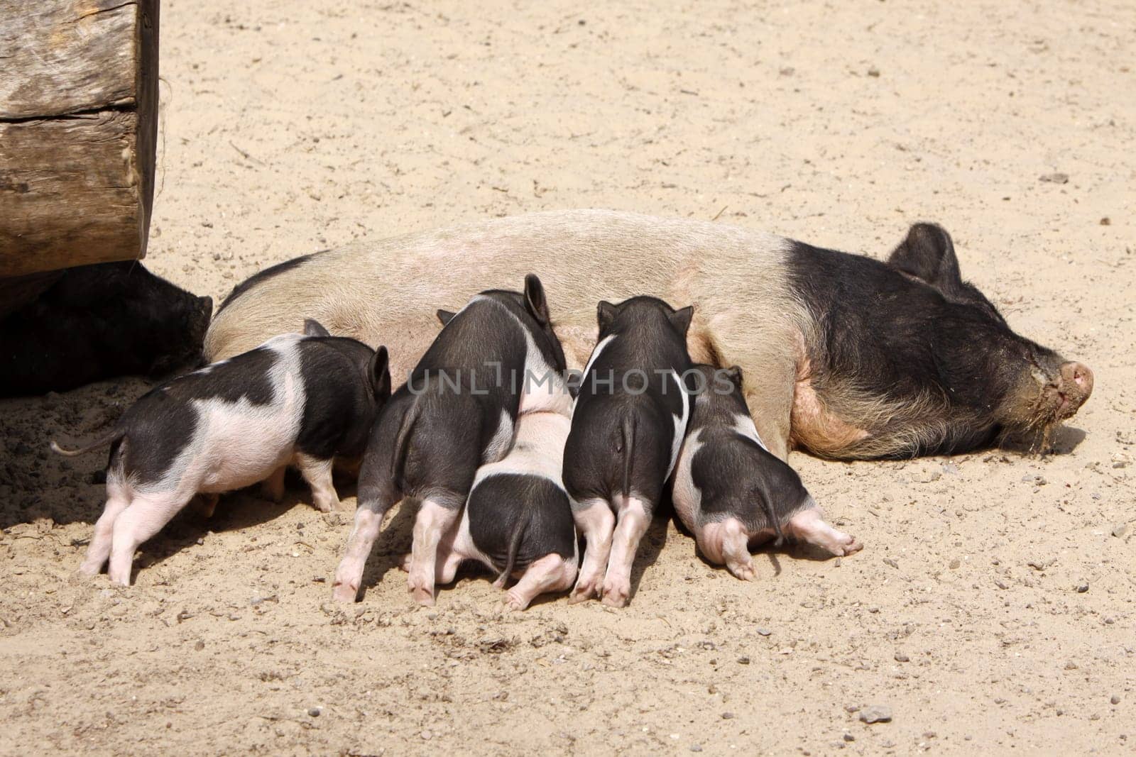 Sow with lactating piglets